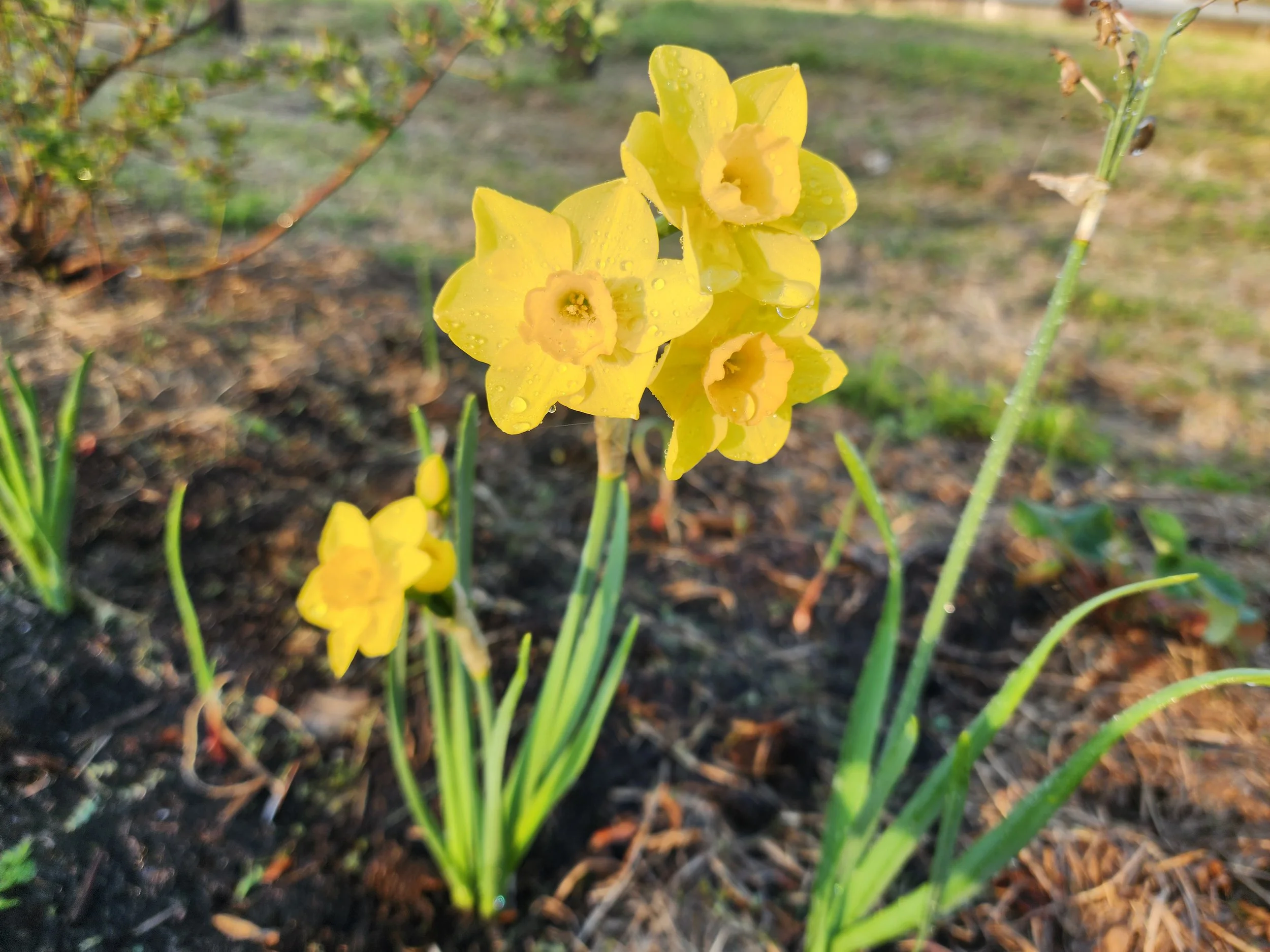 Daffodils at Hickman Hollow Farms