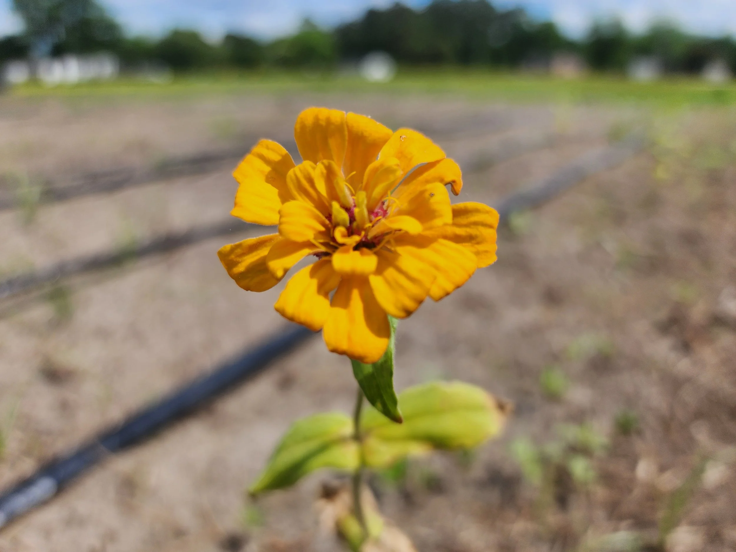 First Zinnia Bloom