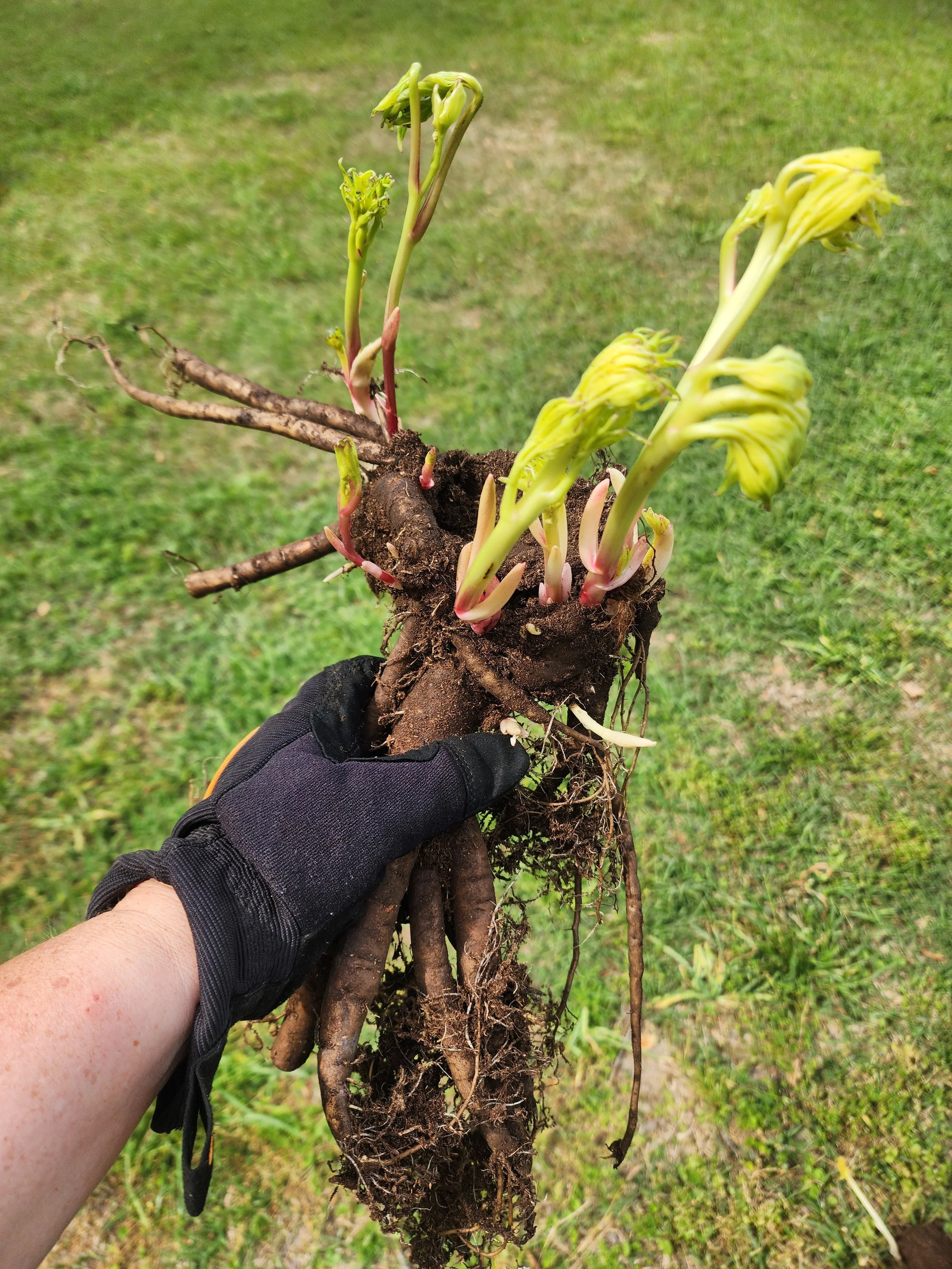 Peony Bare Roots