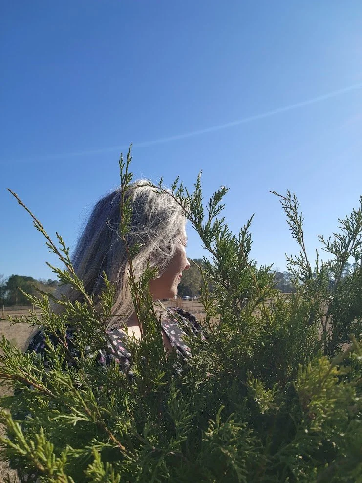 Taking cuttings from cedar trees