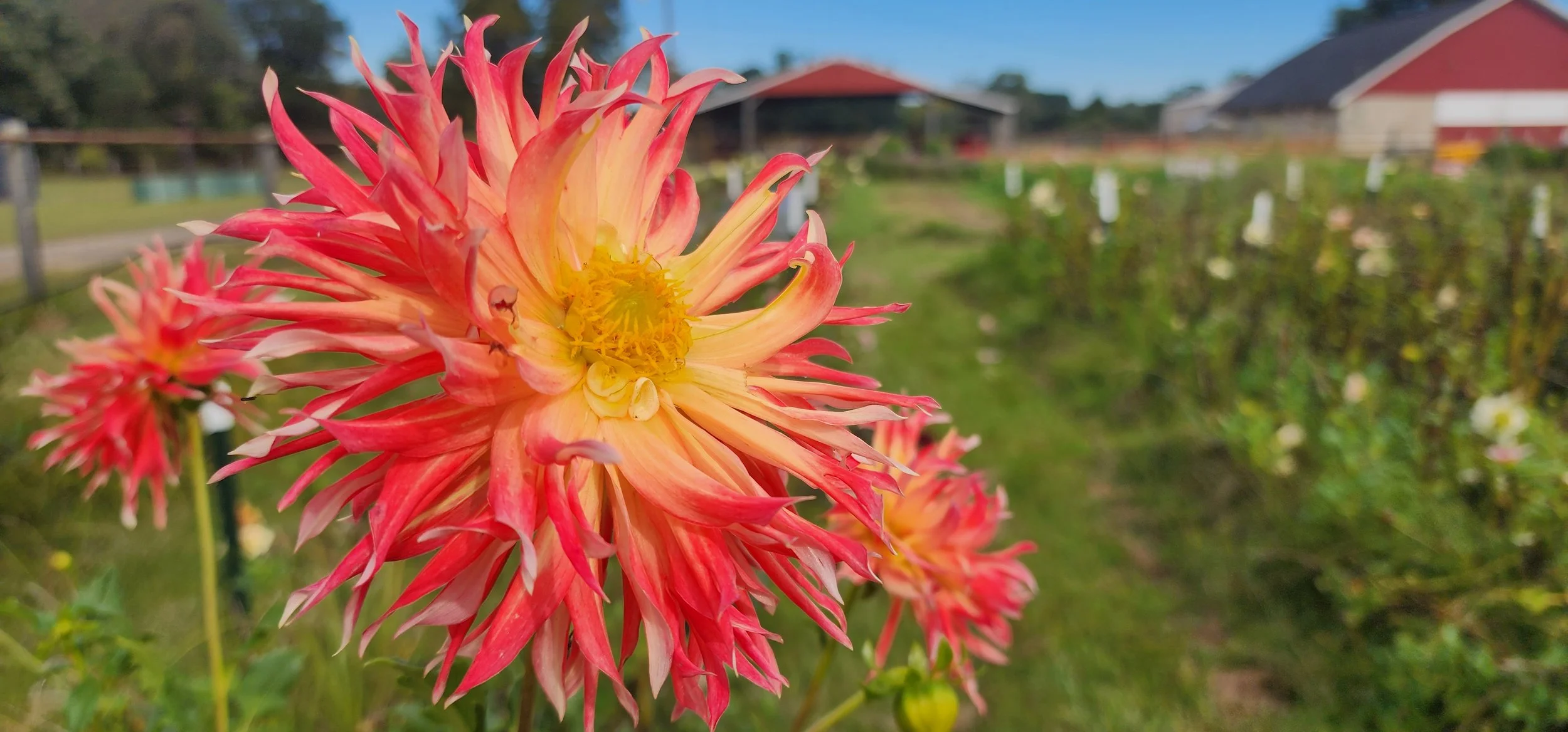 Dahlia Blooms