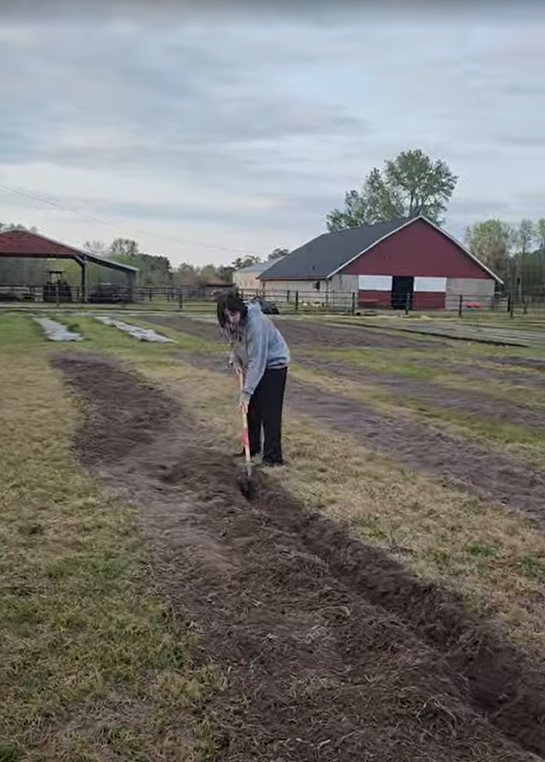 Digging trenches for dahlias