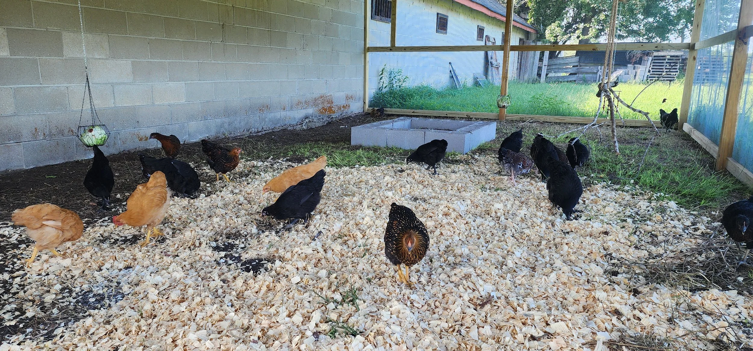 Chicken run