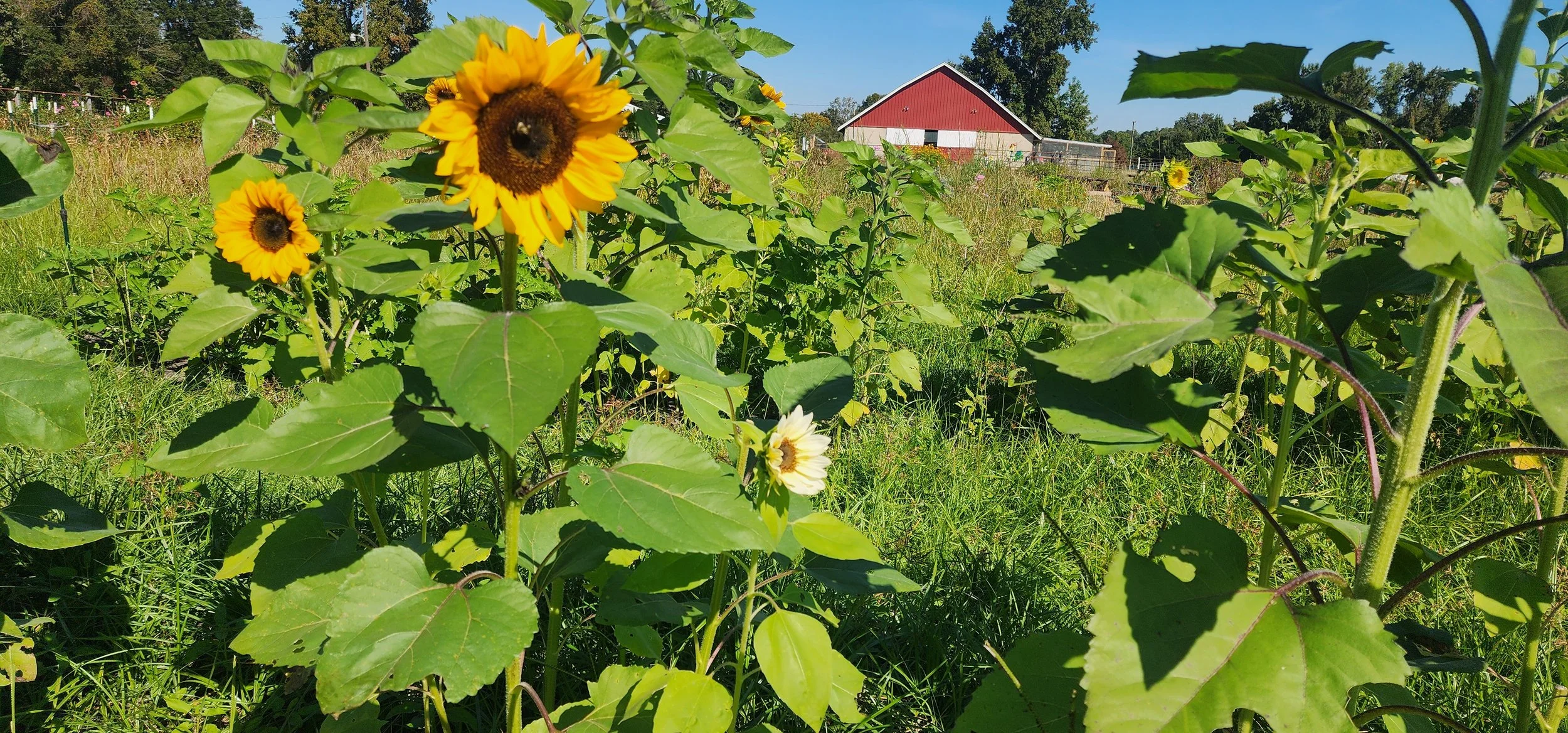 Sunflowers