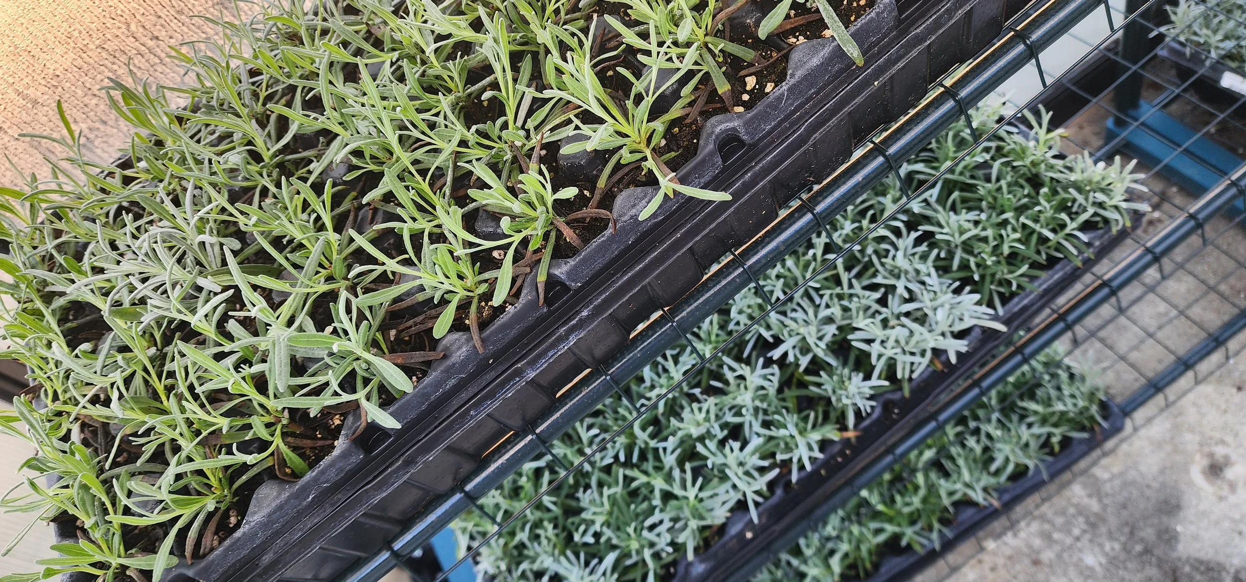 Lavender Plugs