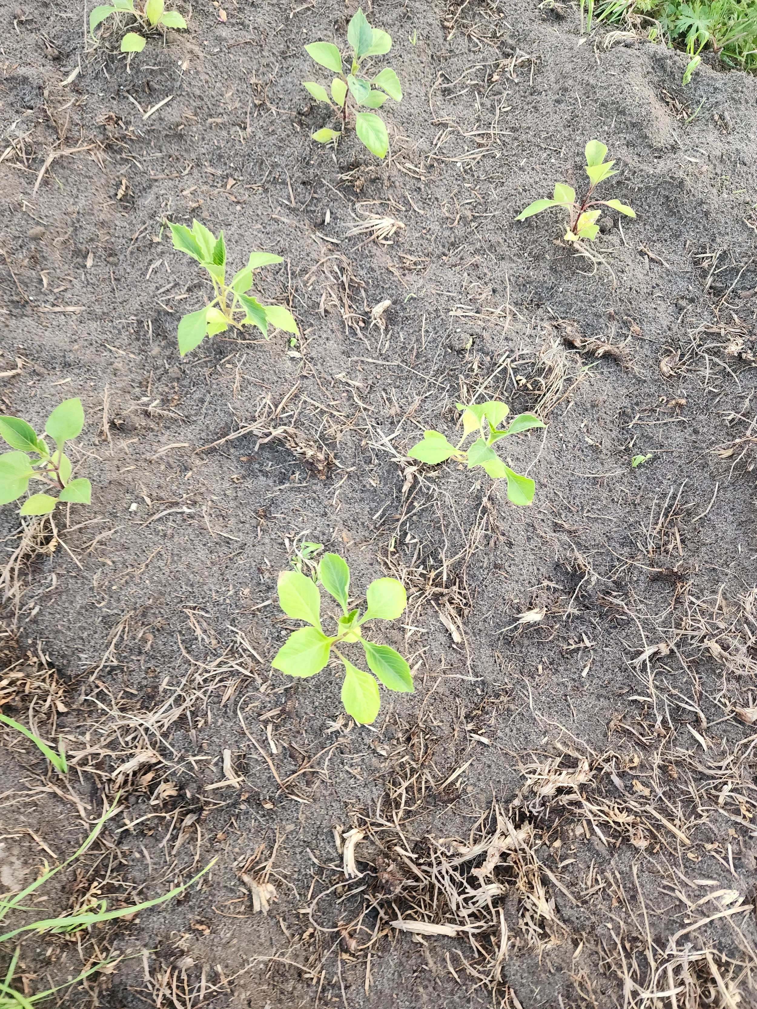 Dahlia Seedlings