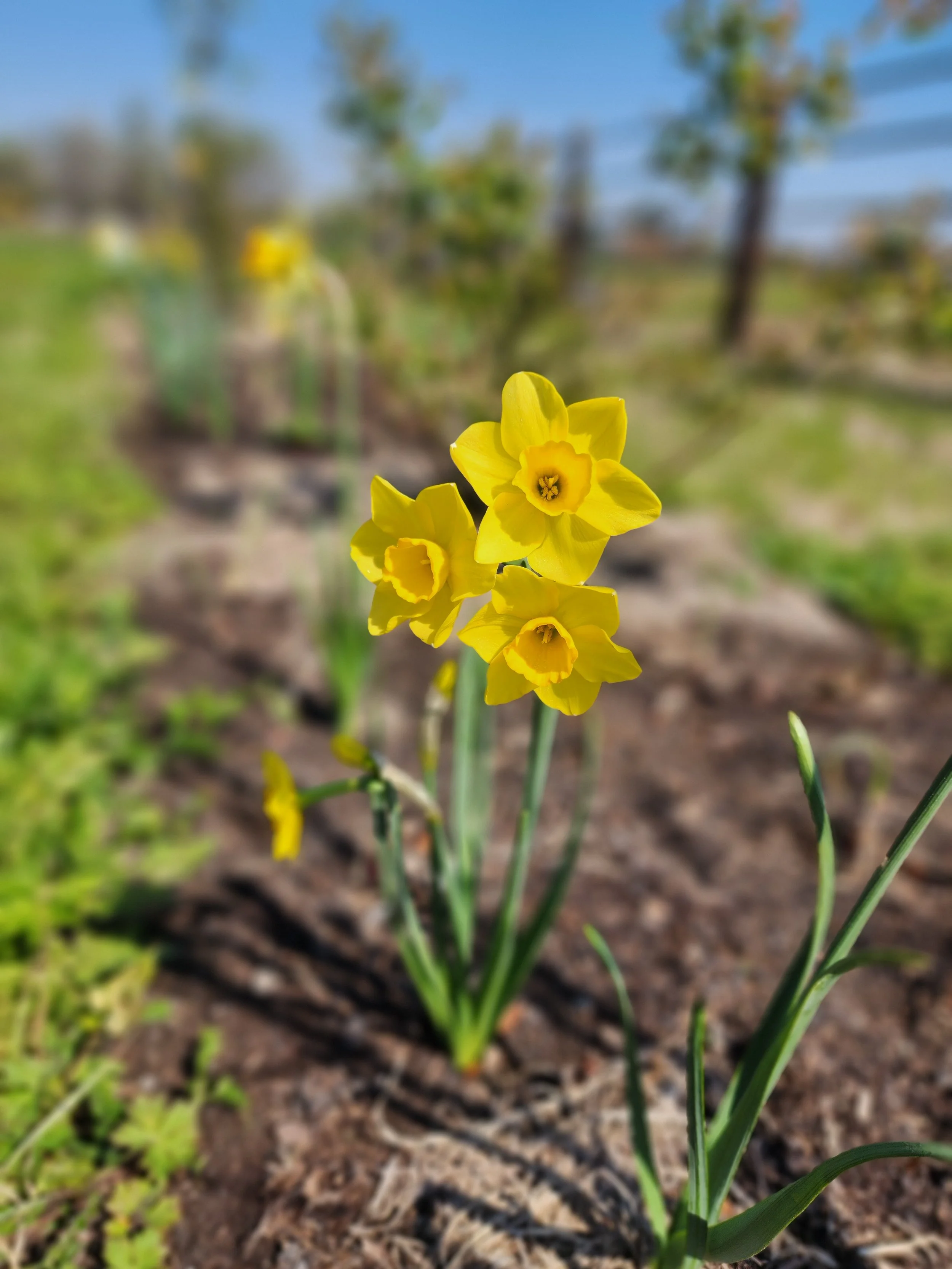 Yellow Daffodils
