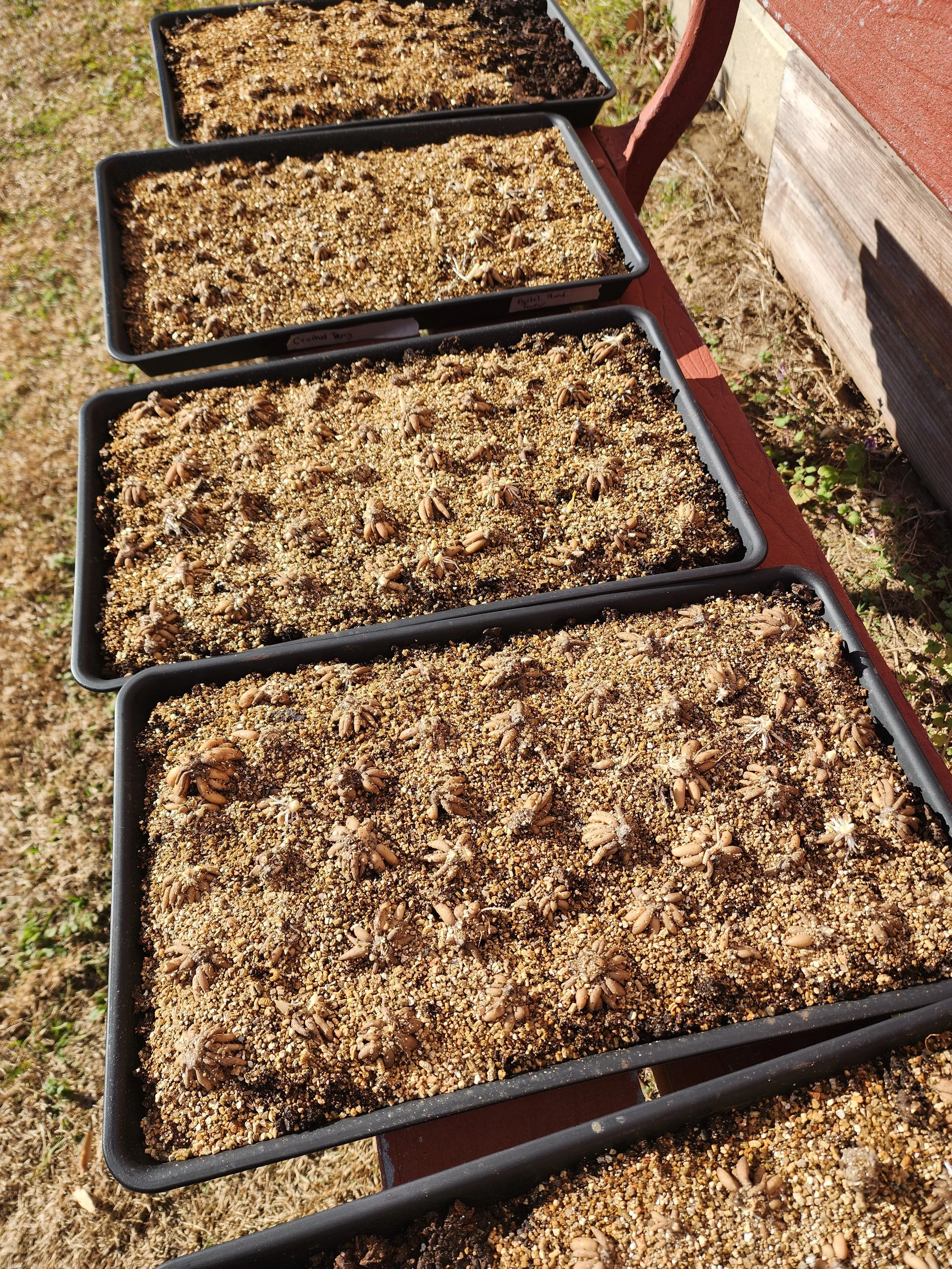 Ranunculus Corms ready to be planted