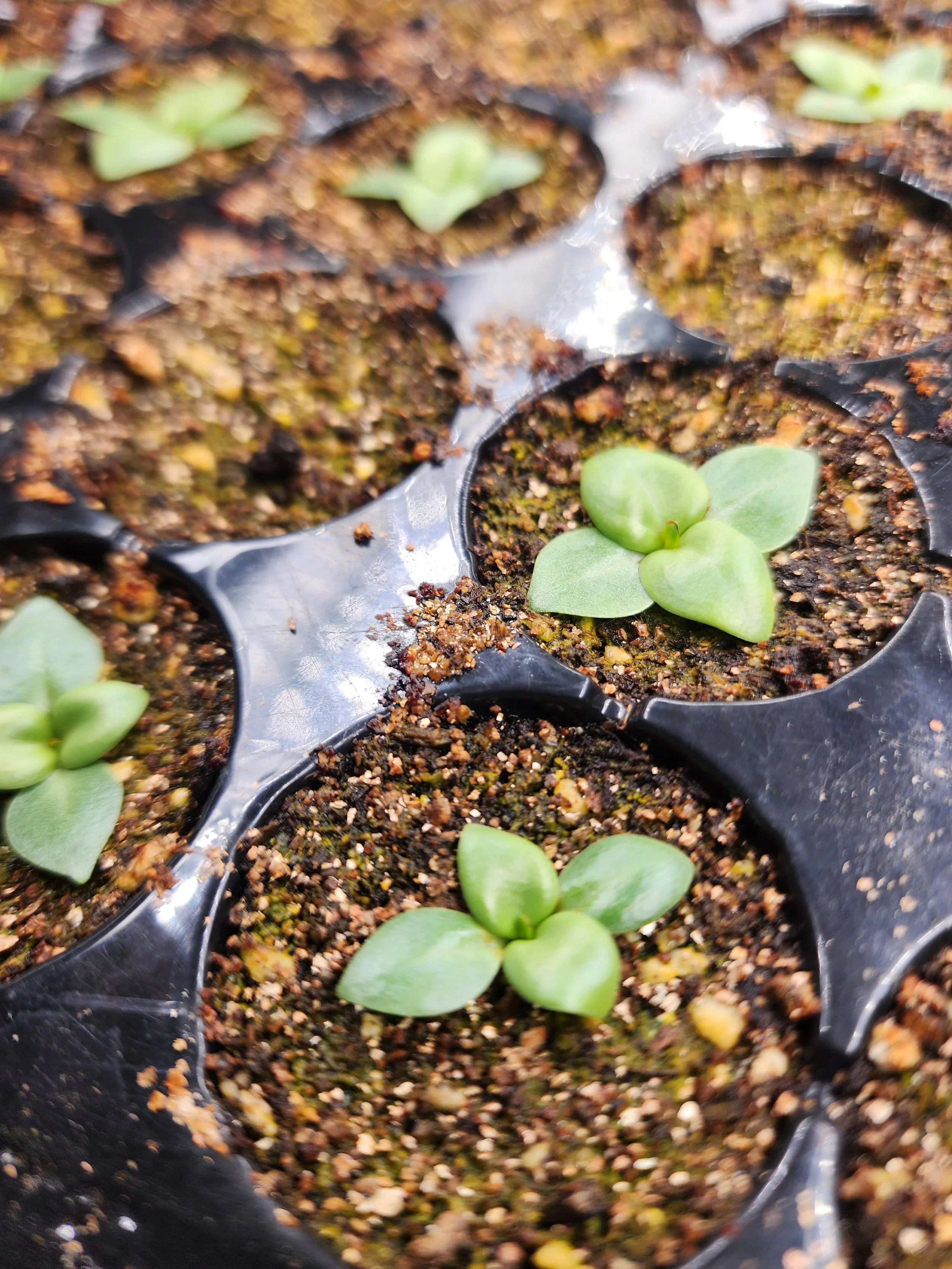Growing lisianthus from seed