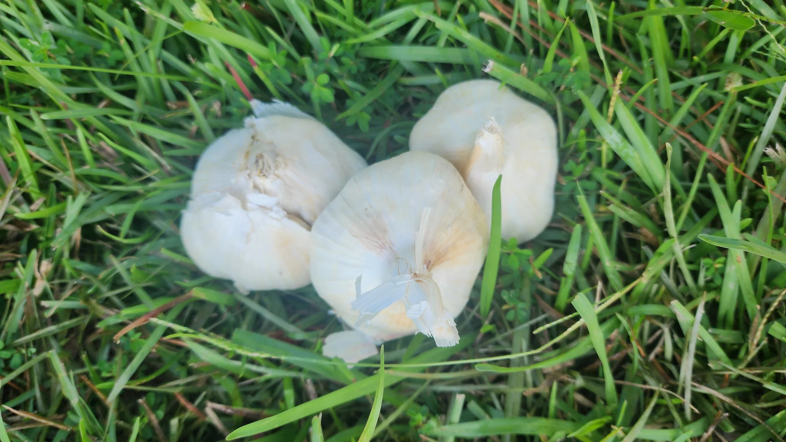 Garlic Bulbs