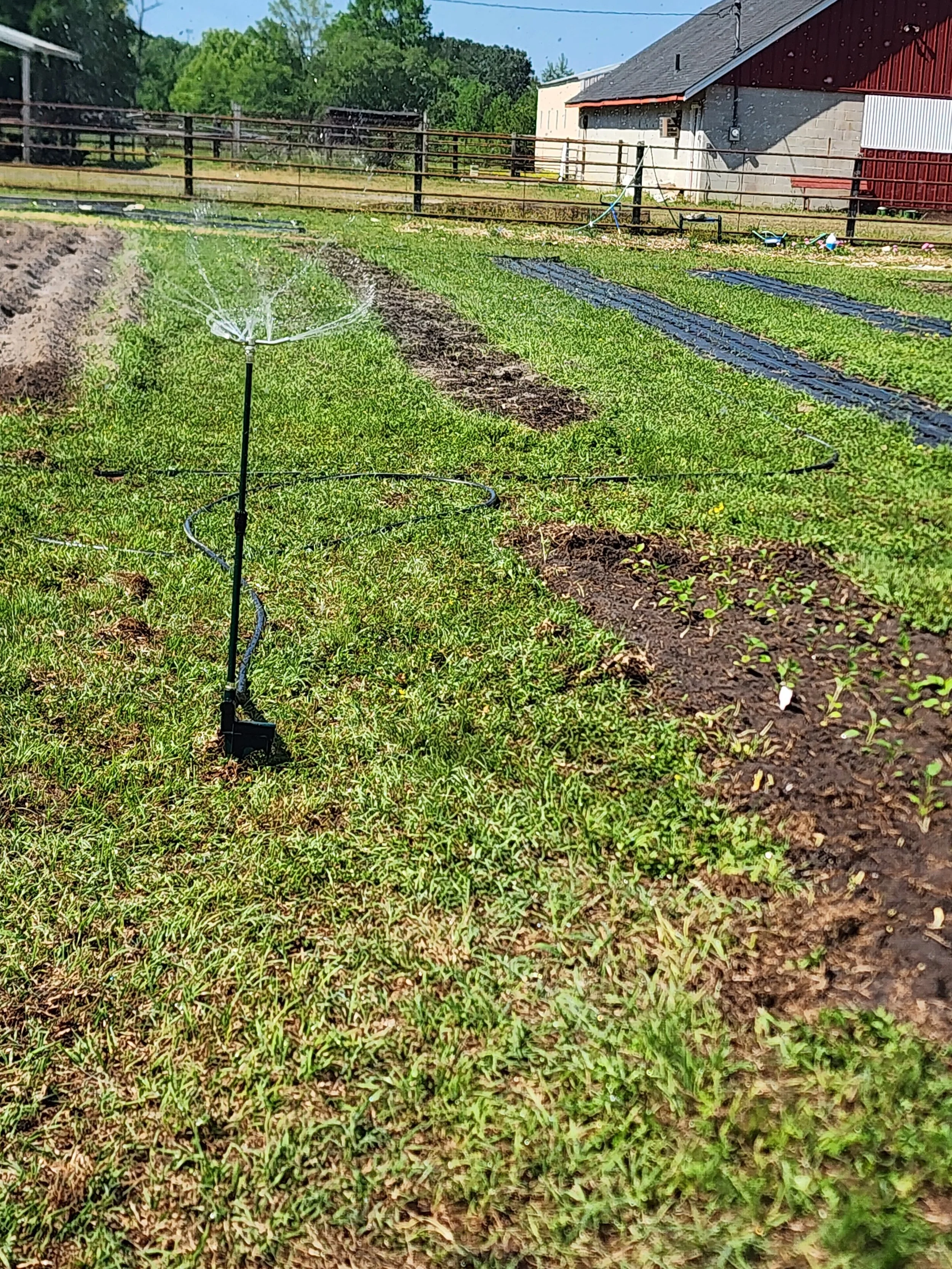 Watering an acre of flowers with a sprinkler