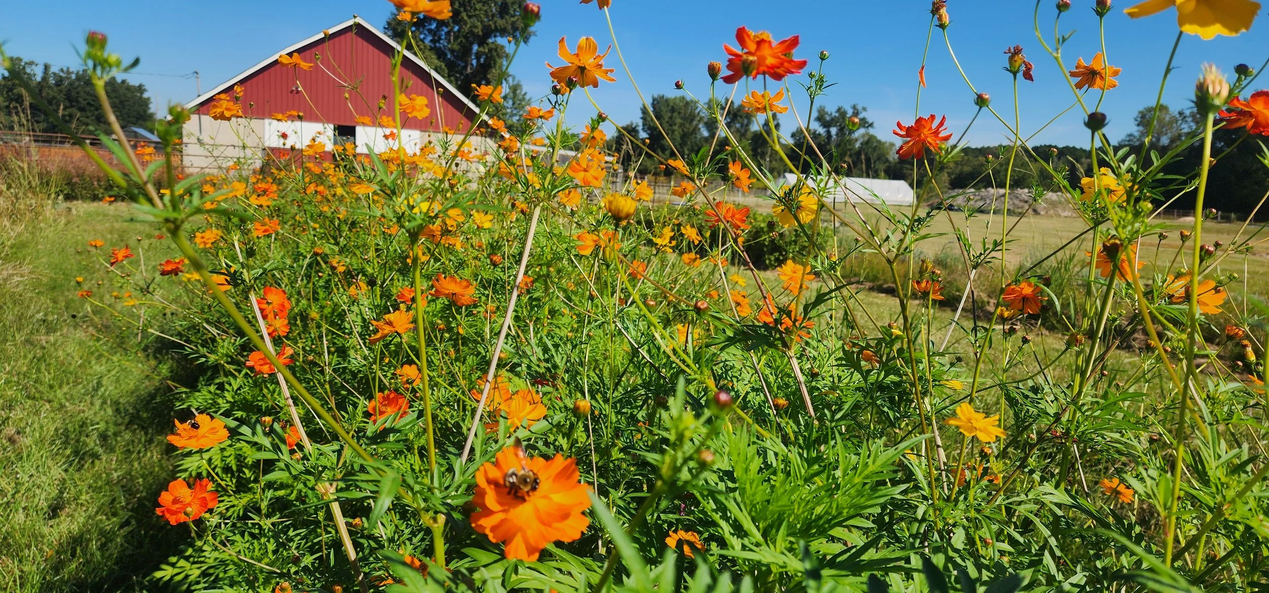 Orange Cosmos