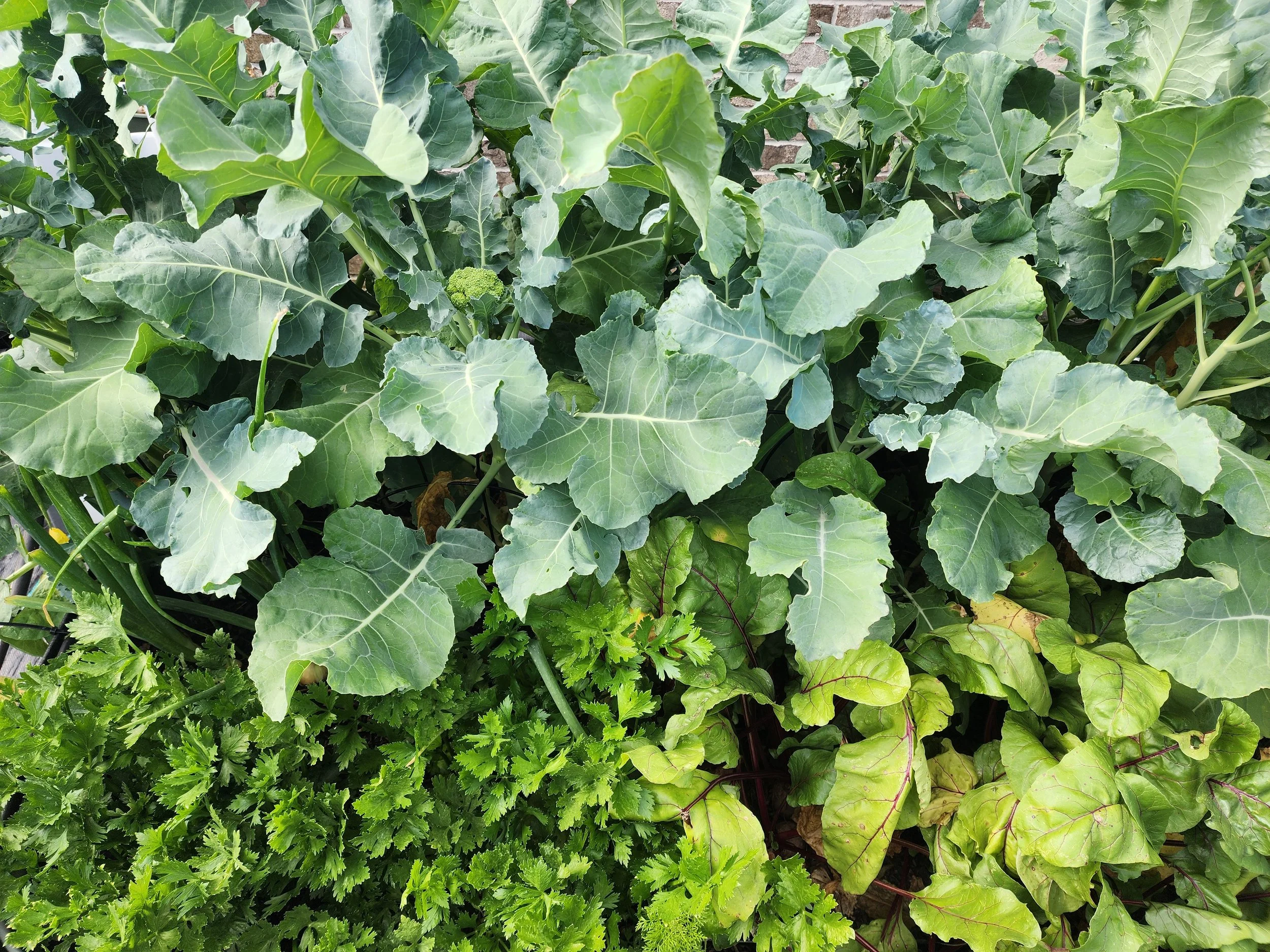 Green Leaf Vegetables