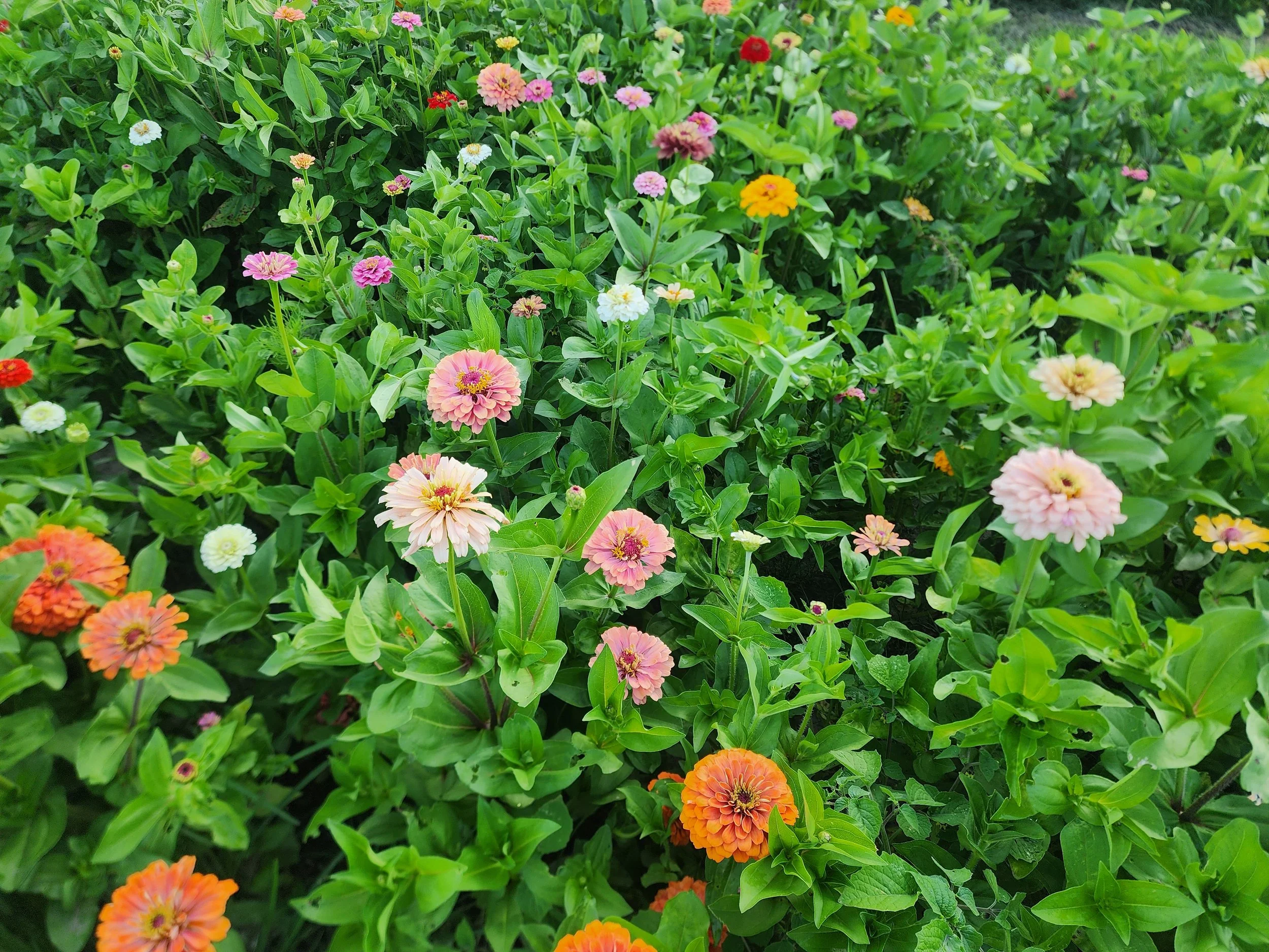 Zinnias Blooming