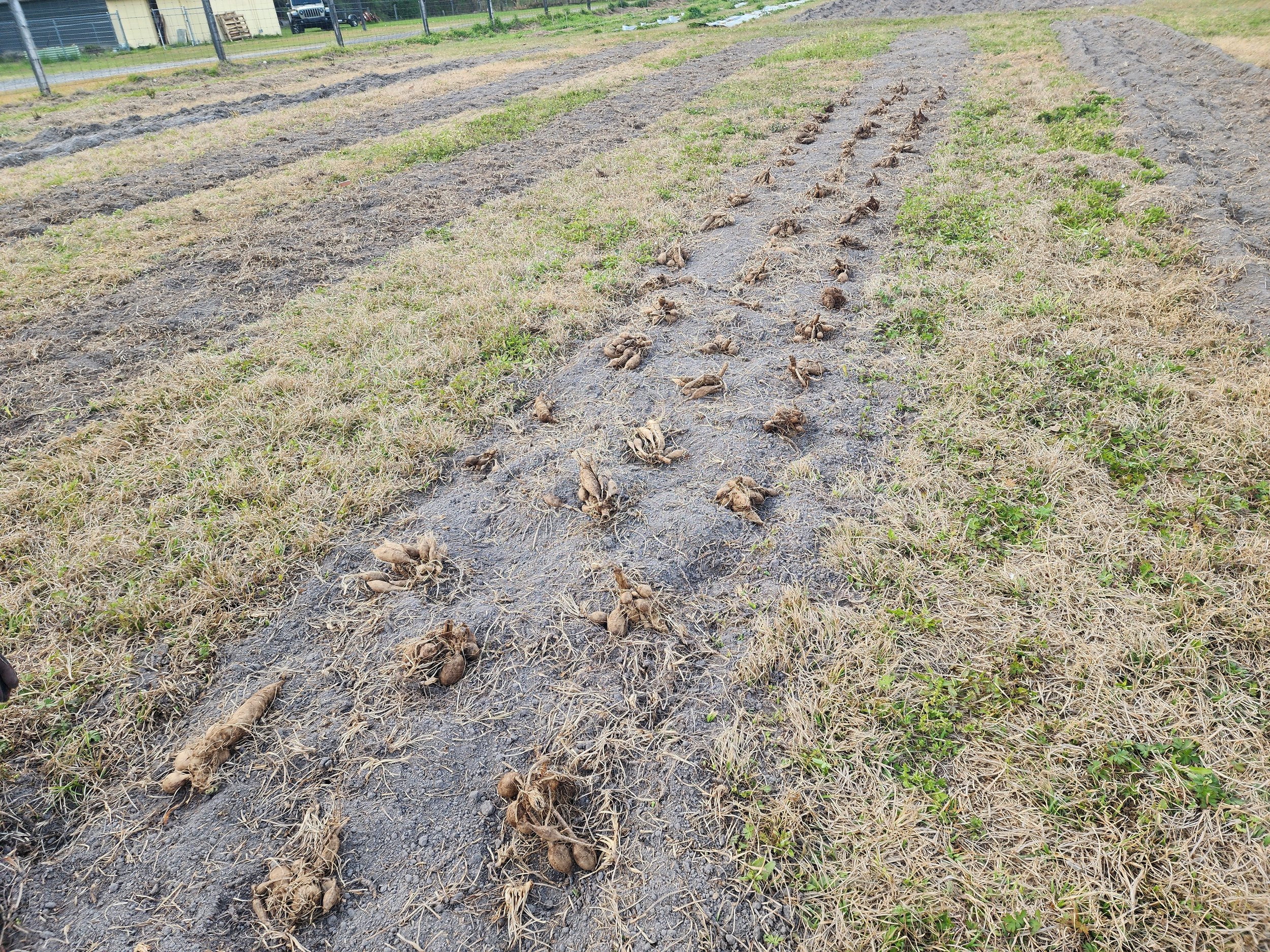 Dahlia Tubers Ready for Planting