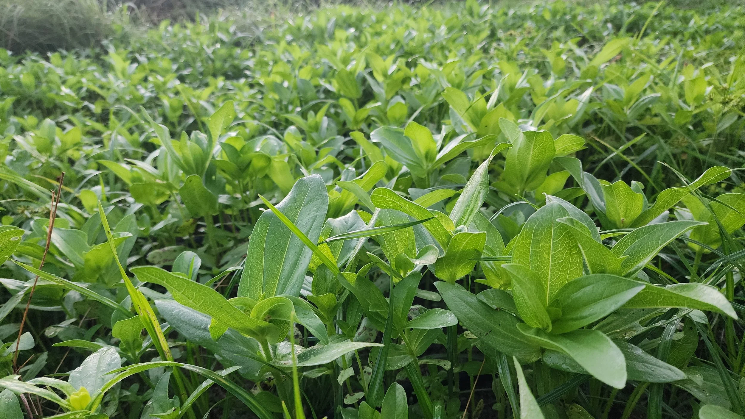 Zinnia Seedlings Coming up From the Soil