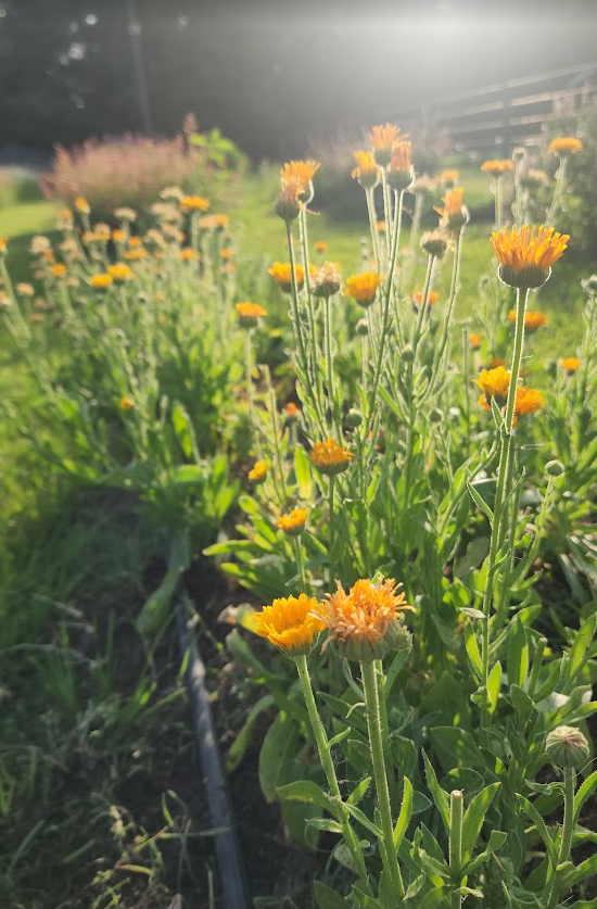 Calendula Herbs
