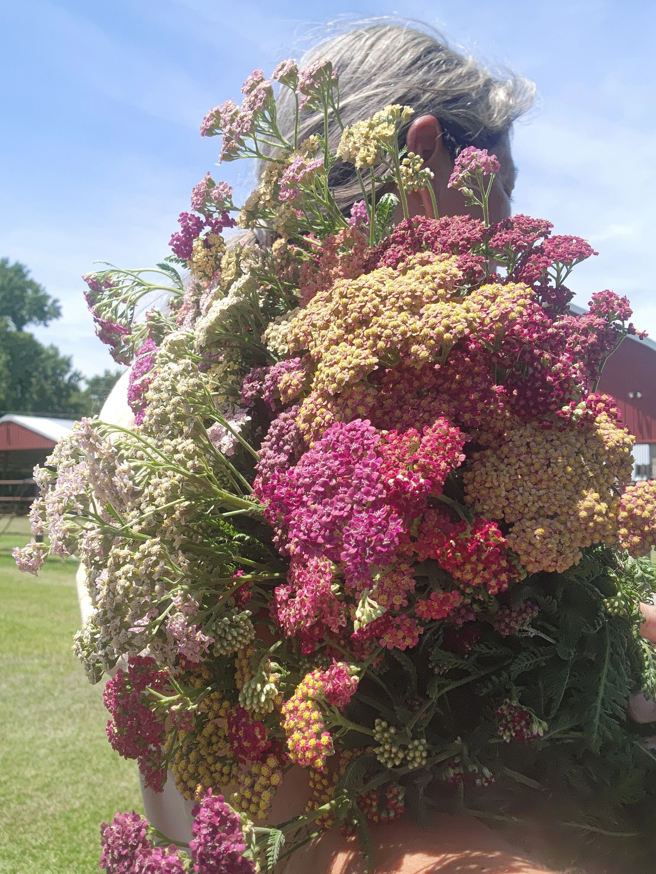 Yarrow