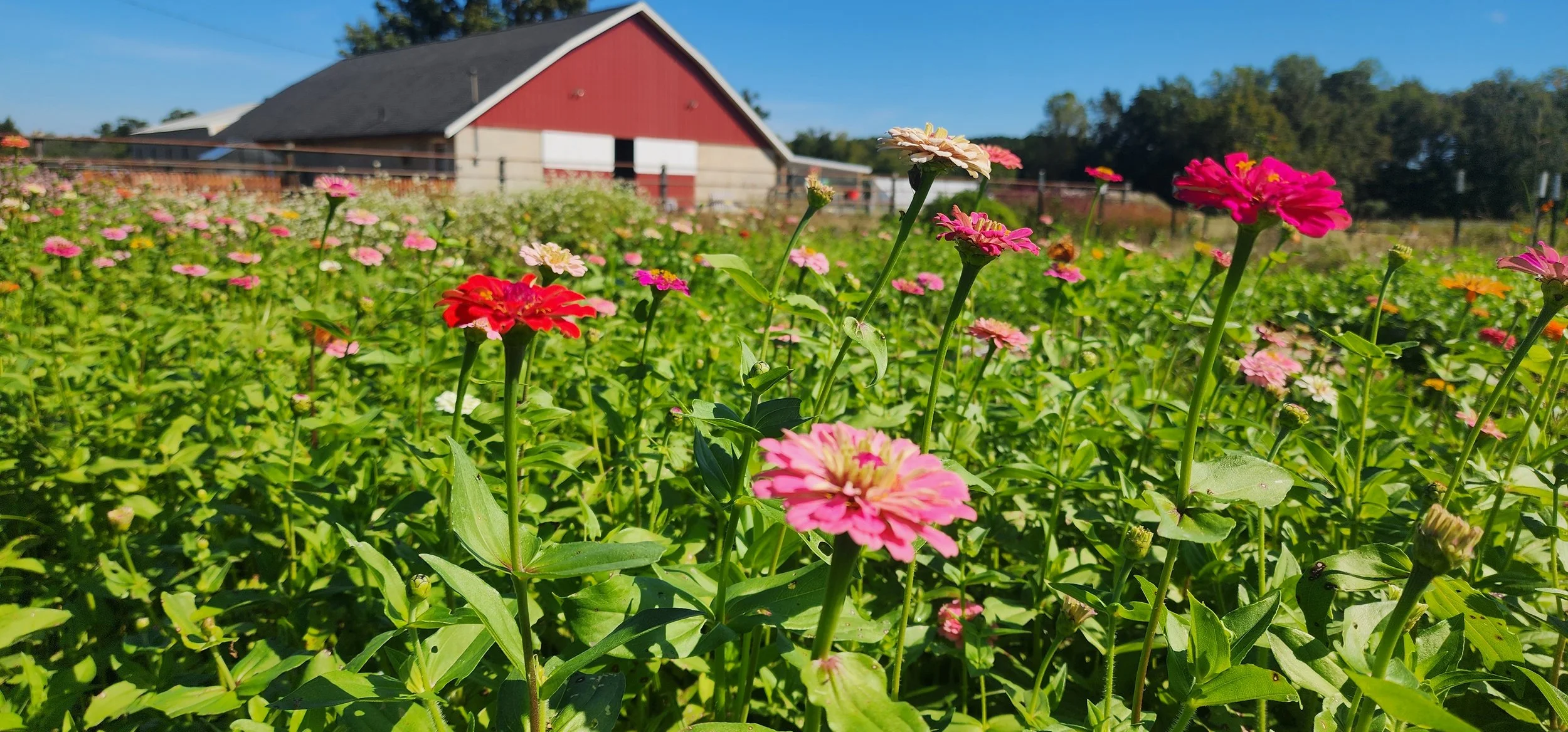 Zinnia Blooms