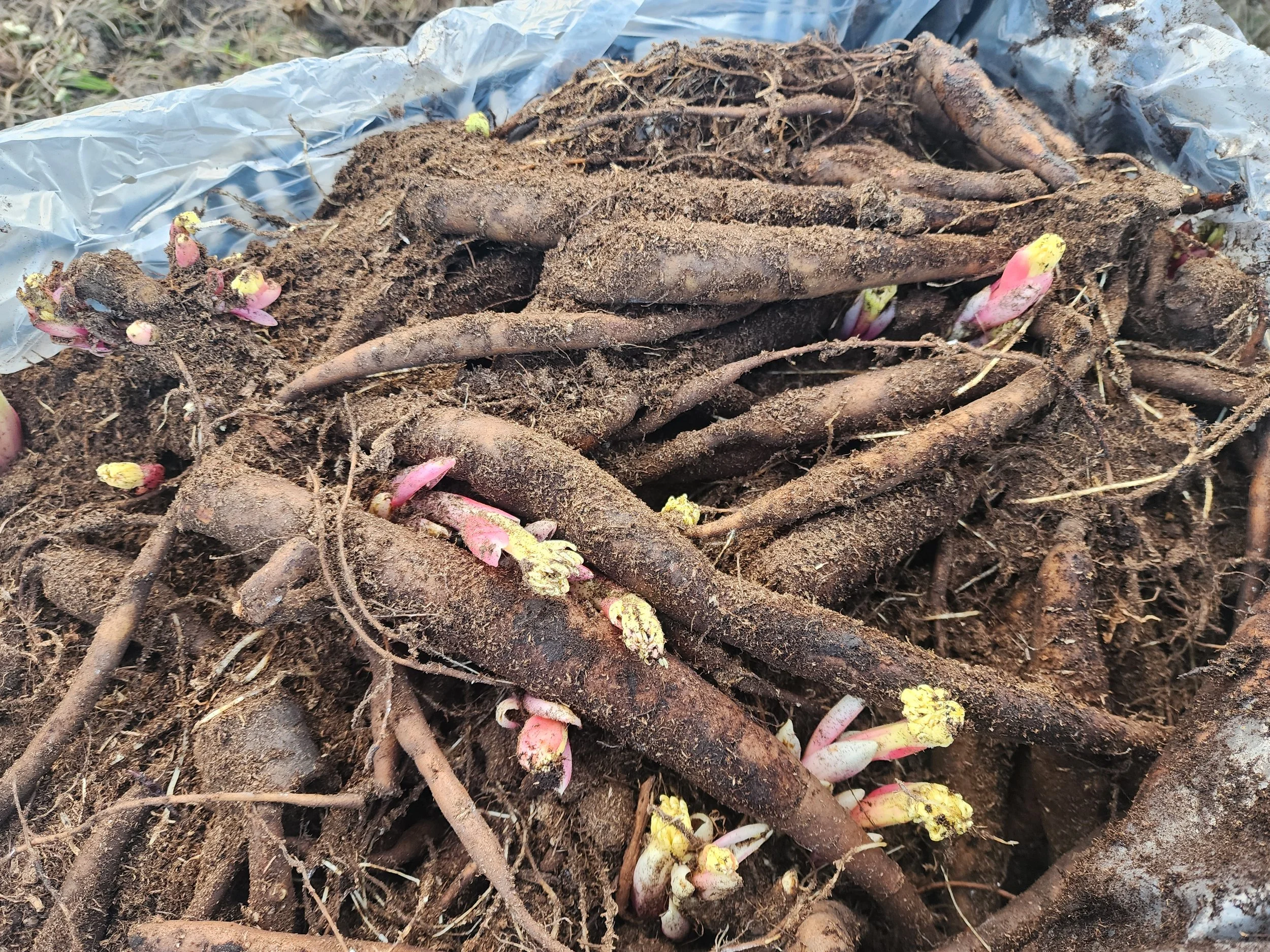Peony Roots