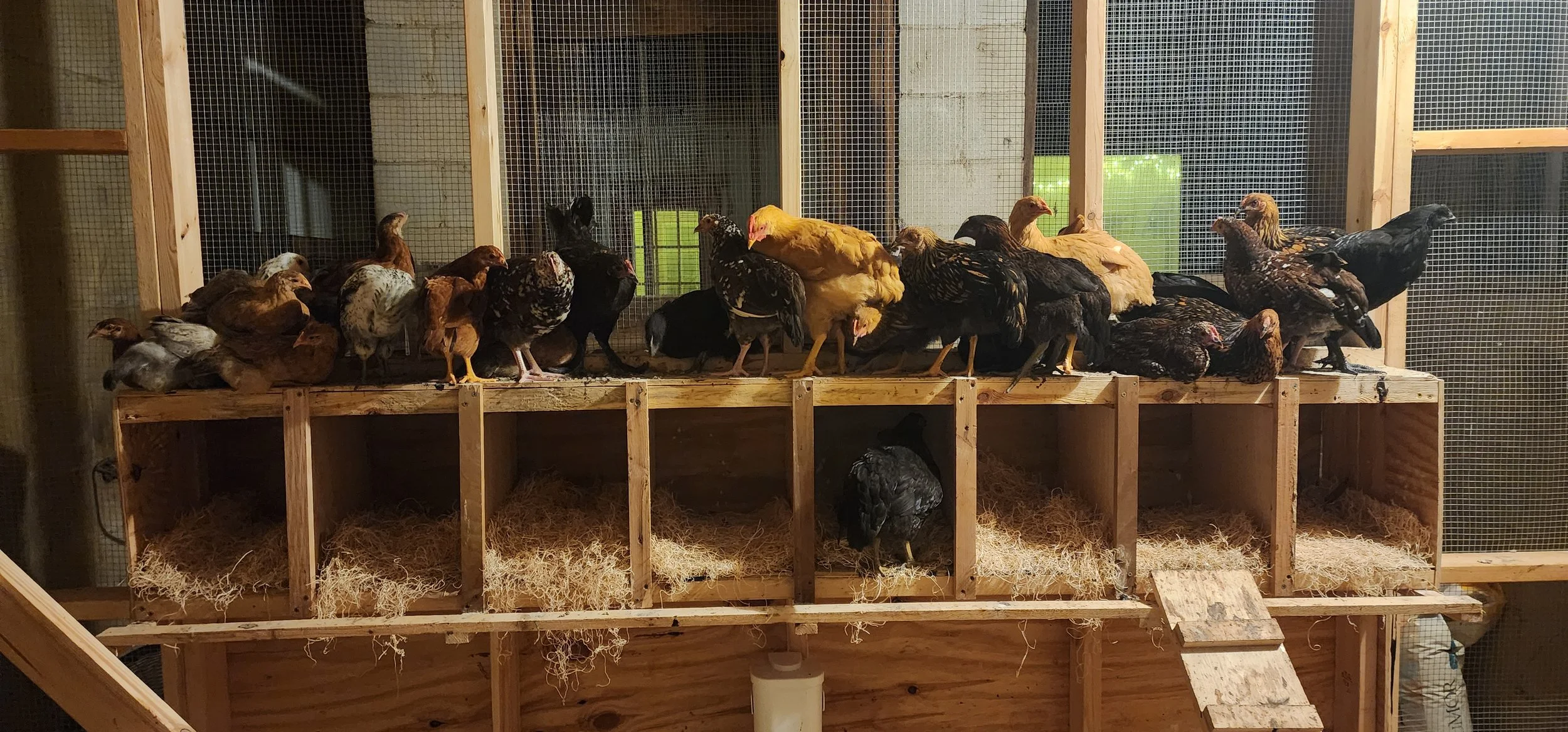 Chickens in their coop