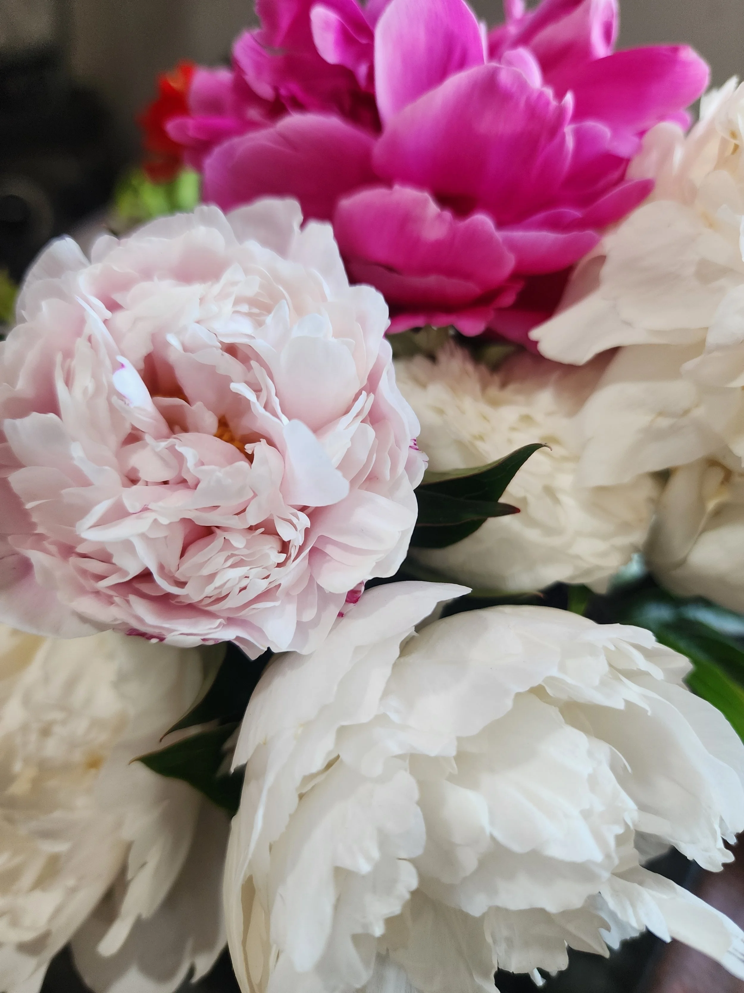 Peony Blooms