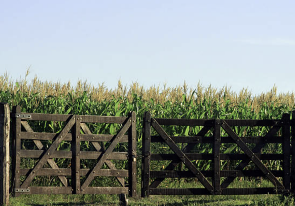 Vallas de madera delimitando un campo de maíz en un día soleado.