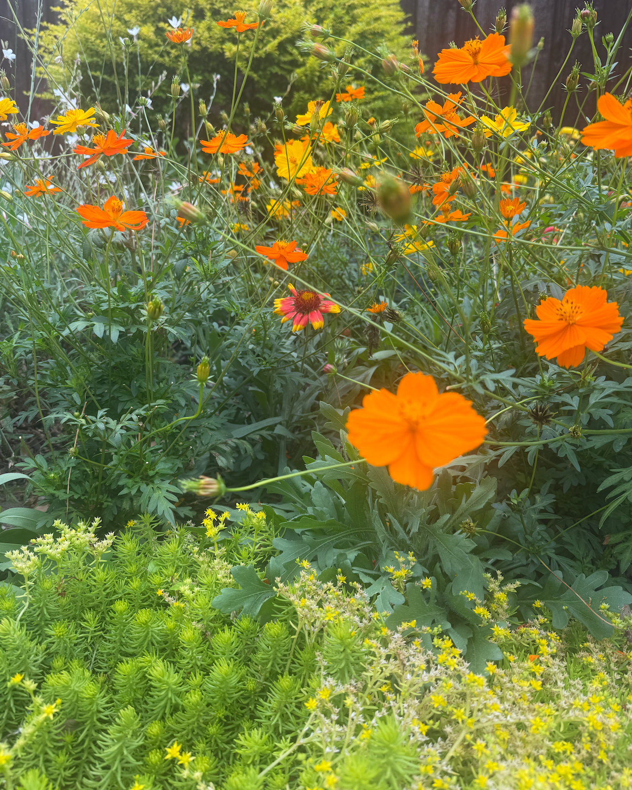 organic design with vibrant colored wildflowers in north Texas.