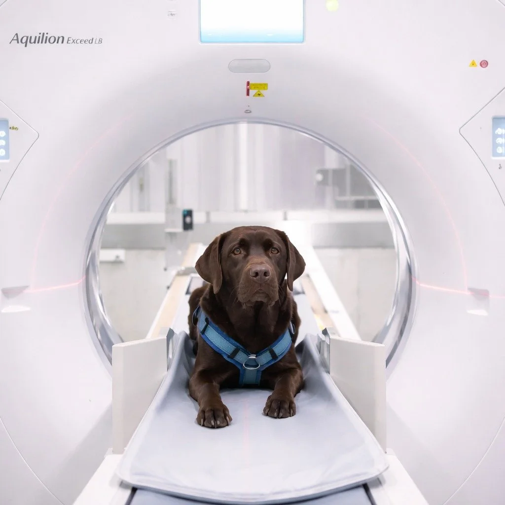 WE DO HORSES....The entire horse...but we also do small animal. We built this CT service to give every patient, from the horse to the dog, cat, or exotic species the same advantage: quality, fast, advanced imaging that turns uncertainty into clear an