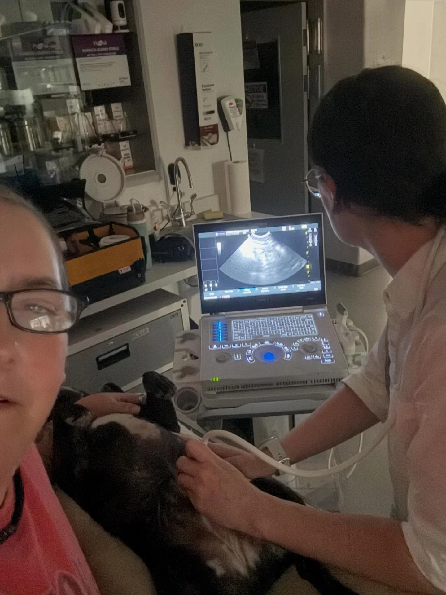 Imaging baddies. Comment on the findings of the ultrasound video for Buddy (made up name) real case. Name three important findings. For the radiograph, what&rsquo;s the likely discovery there?