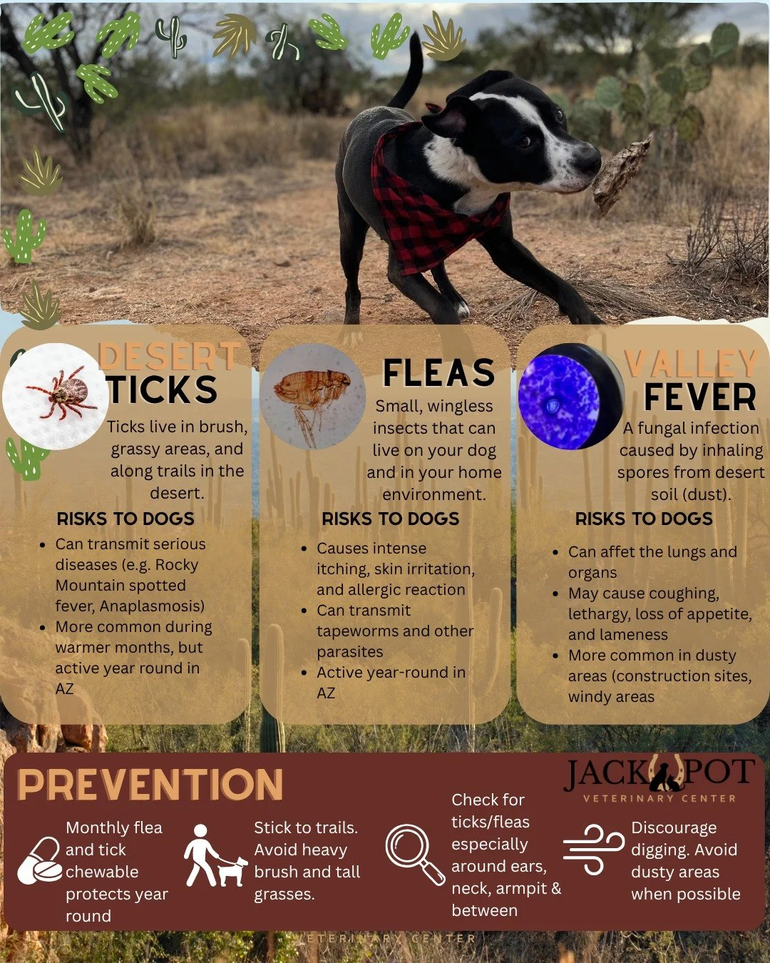 🌵 Ticks in the desert? Yep, we have them too.

It&rsquo;s easy to assume Tucson&rsquo;s hot, dry climate means ticks aren&rsquo;t something dog owners need to worry about, but several tick species are found in Arizona. The brown dog tick is especial