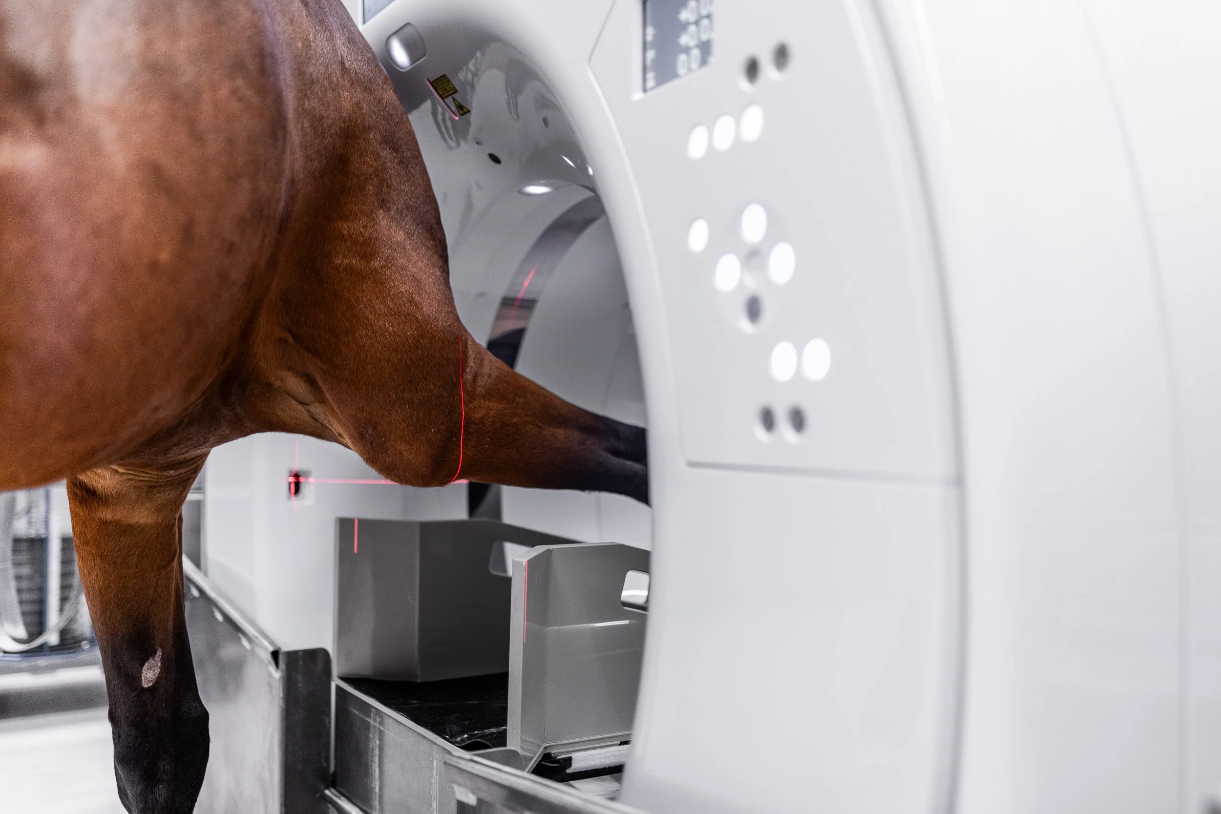 A horse undergoing a medical scan inside a large, modern MRI machine.