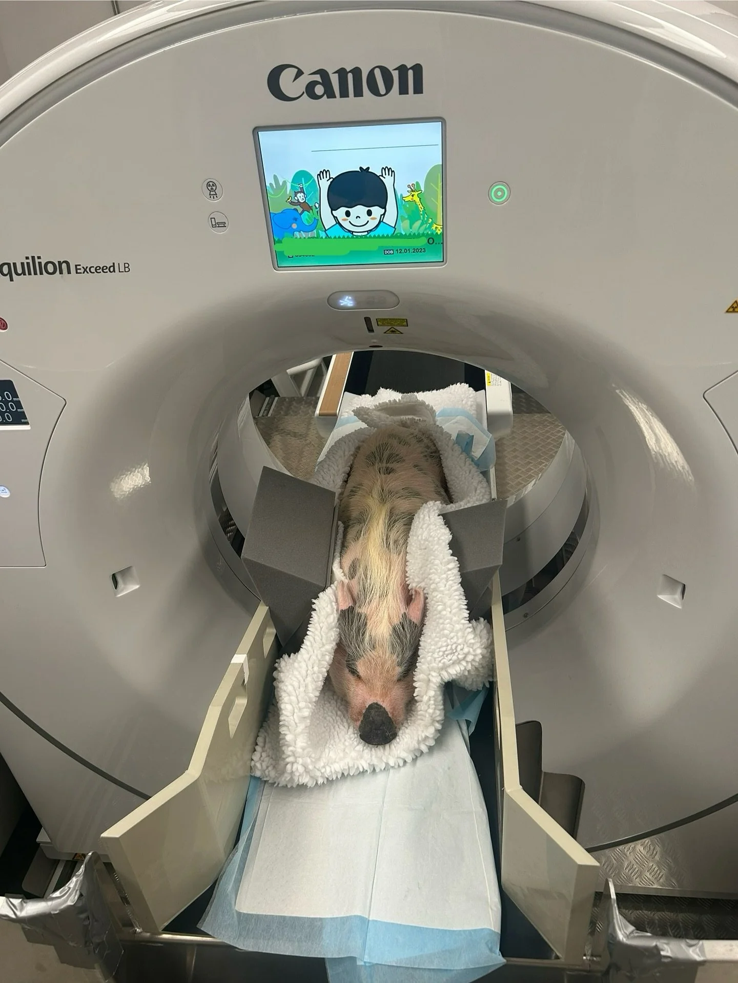 pig scan.jpg