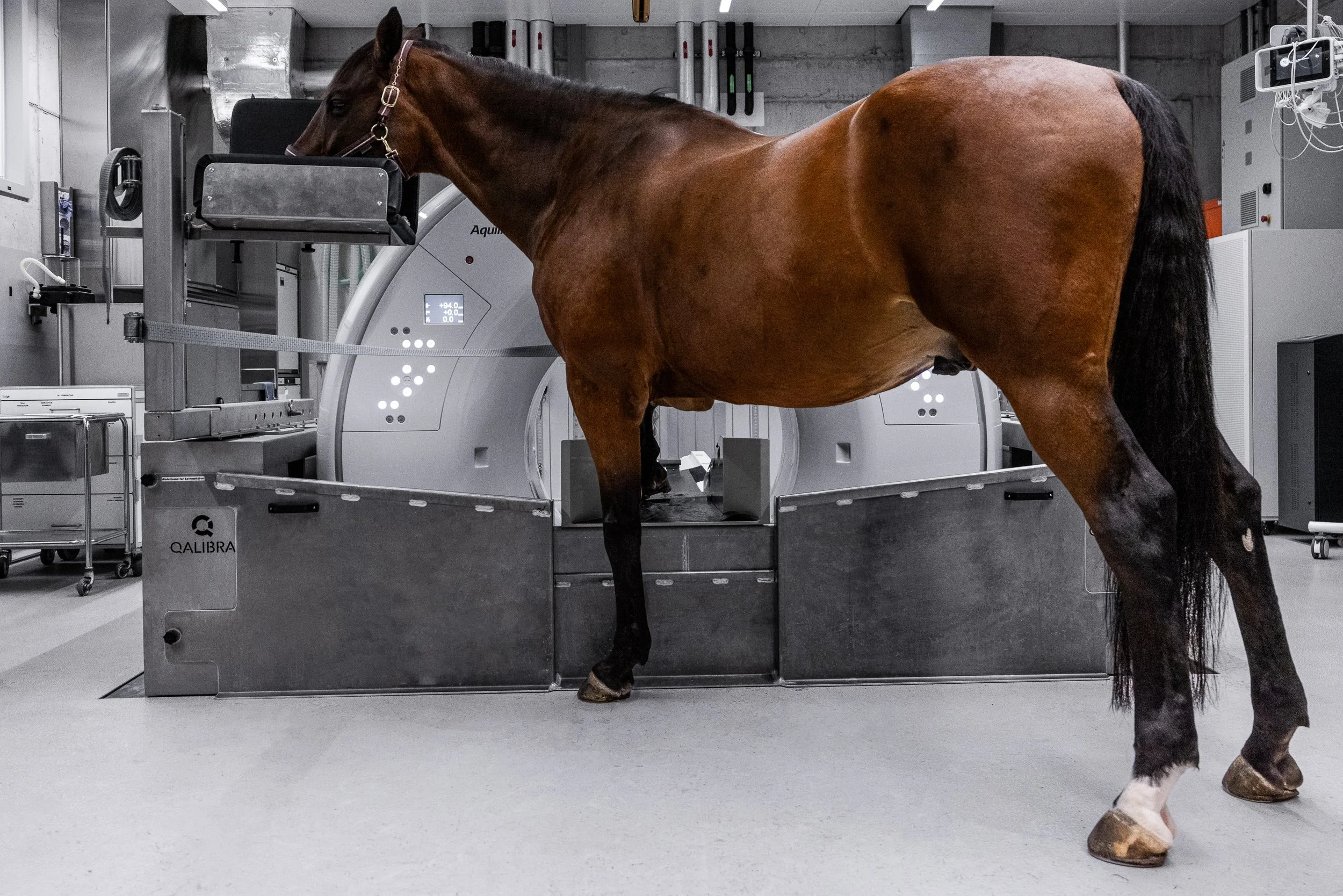 A brown horse standing inside a veterinary or medical imaging facility, with a large medical machine, possibly an MRI or CT scanner, in the background.