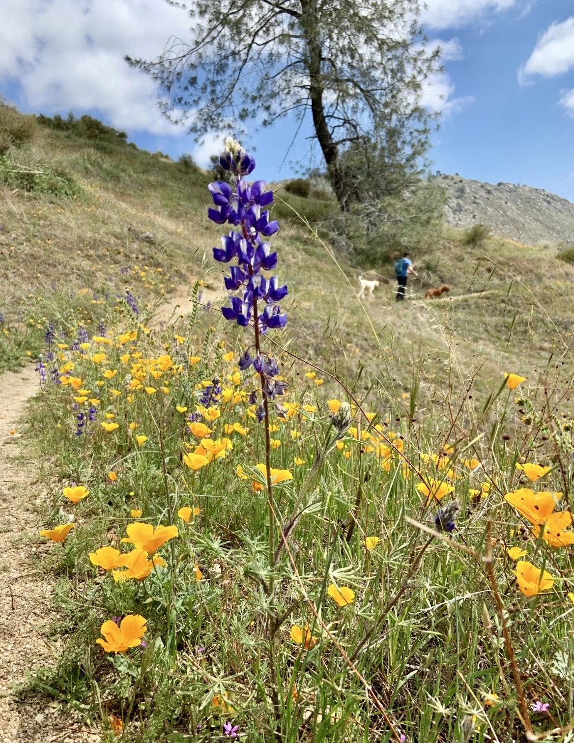 A purple wild flower