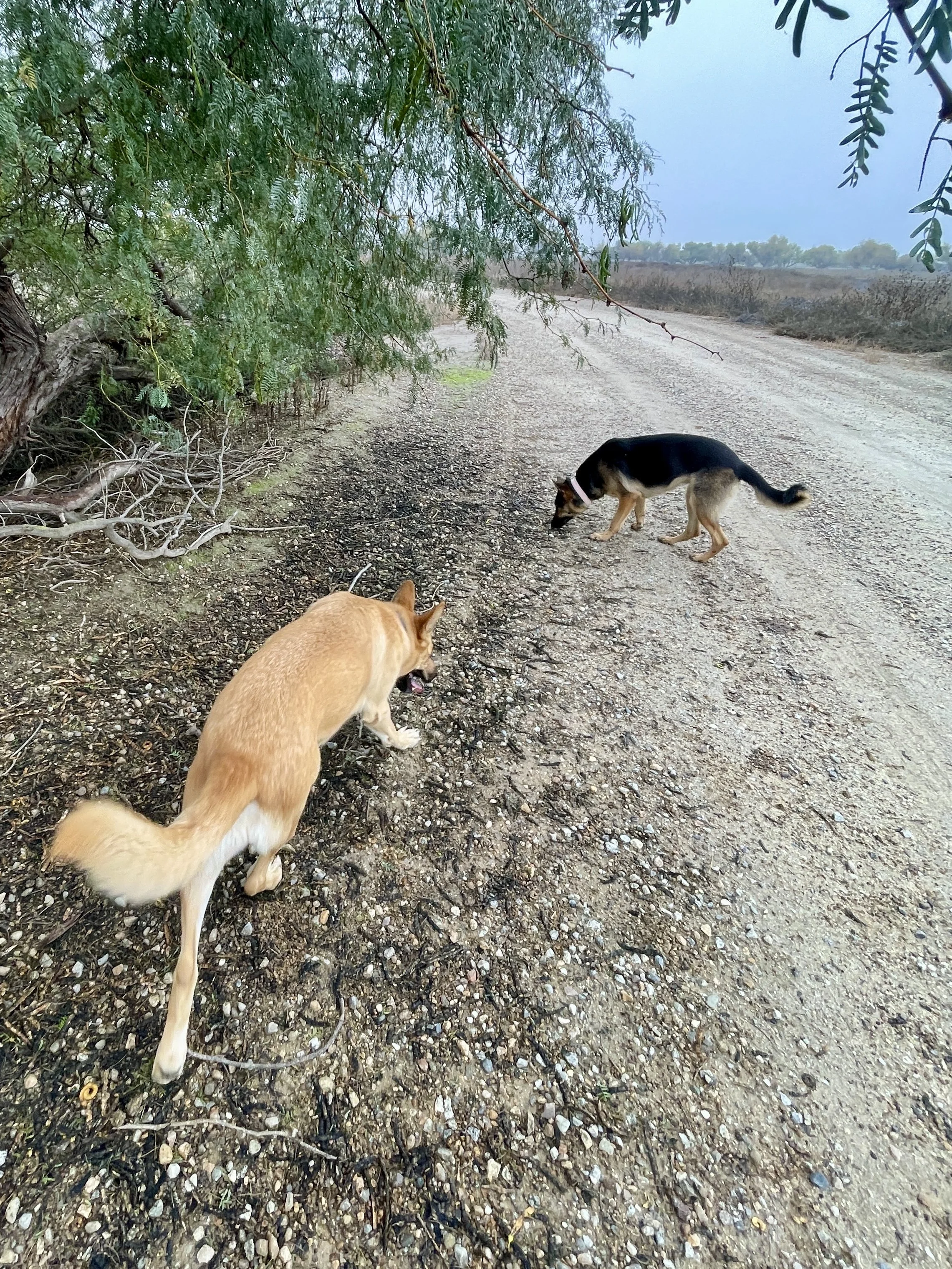 two dogs smell the ground under a tree