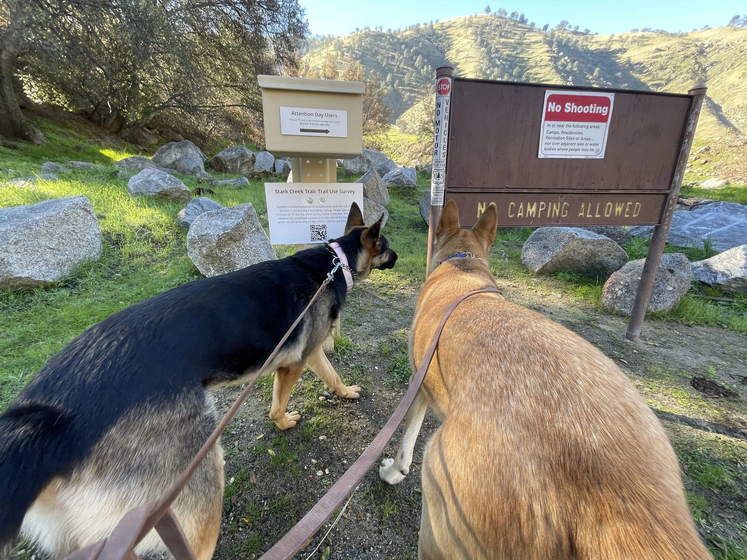 Two dogs look at a trail head sign while on leash.