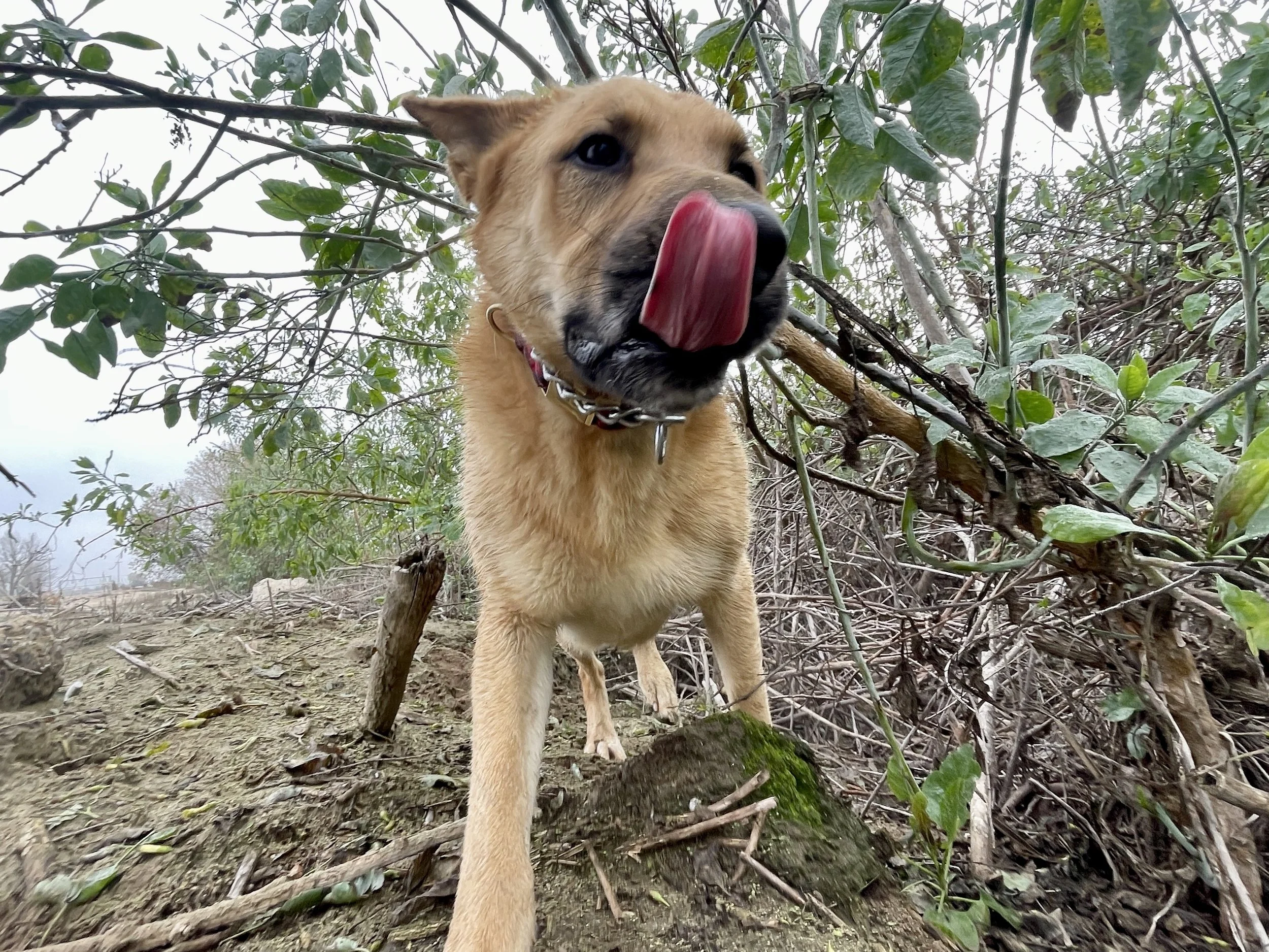A tan dog is looking at the camera with its tongue out.  