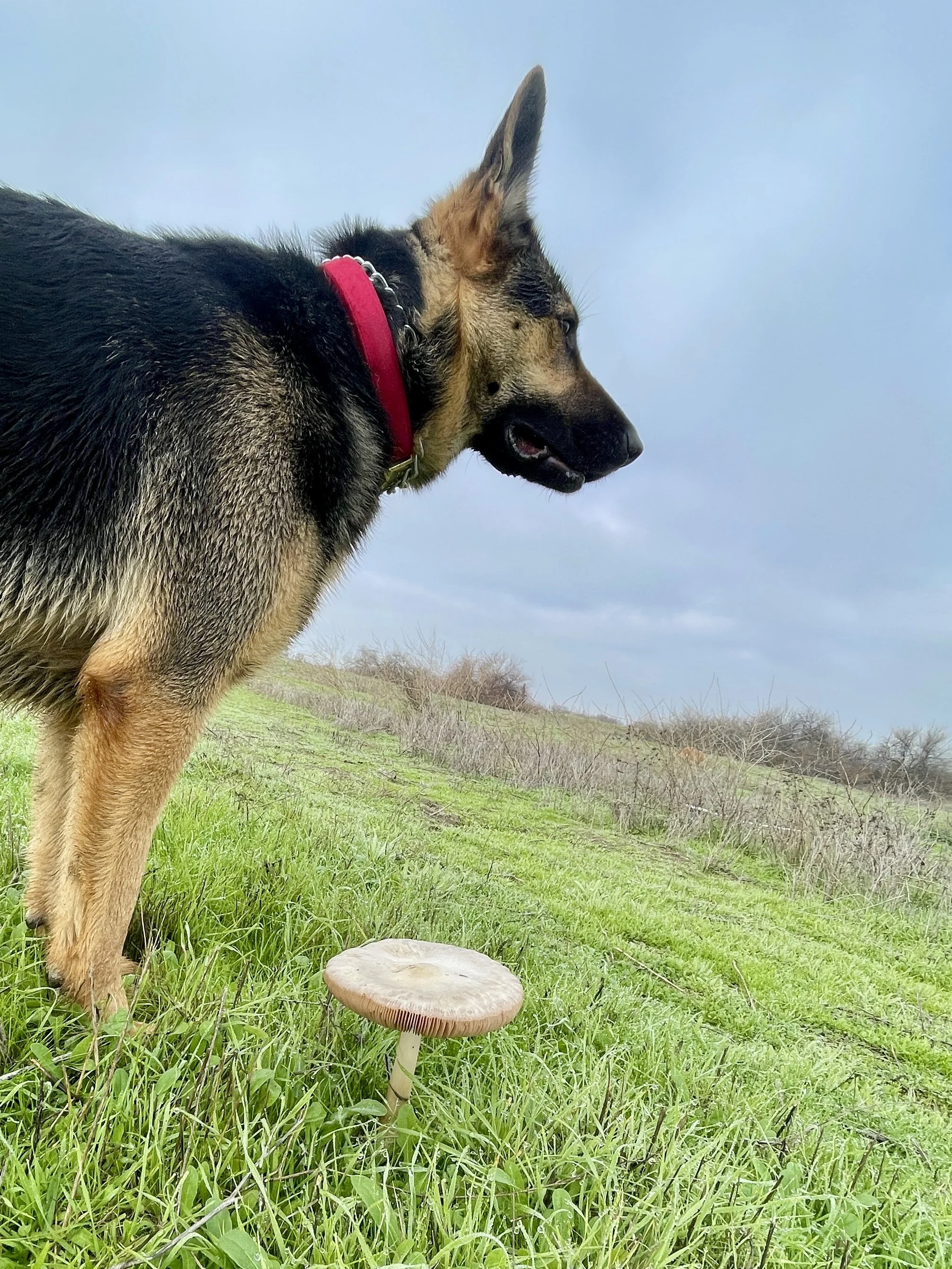 A black and brown German Shepard stands over a large mushroom in a green field.