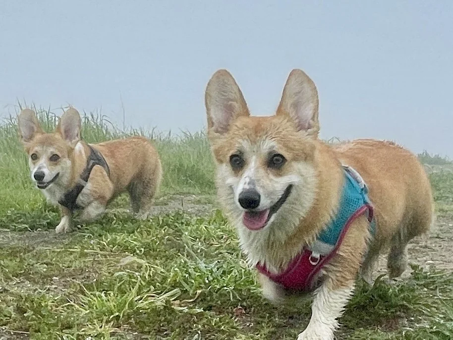 Two Corgi dogs walking towards the frame.  Both are tan and white with harnesses on.