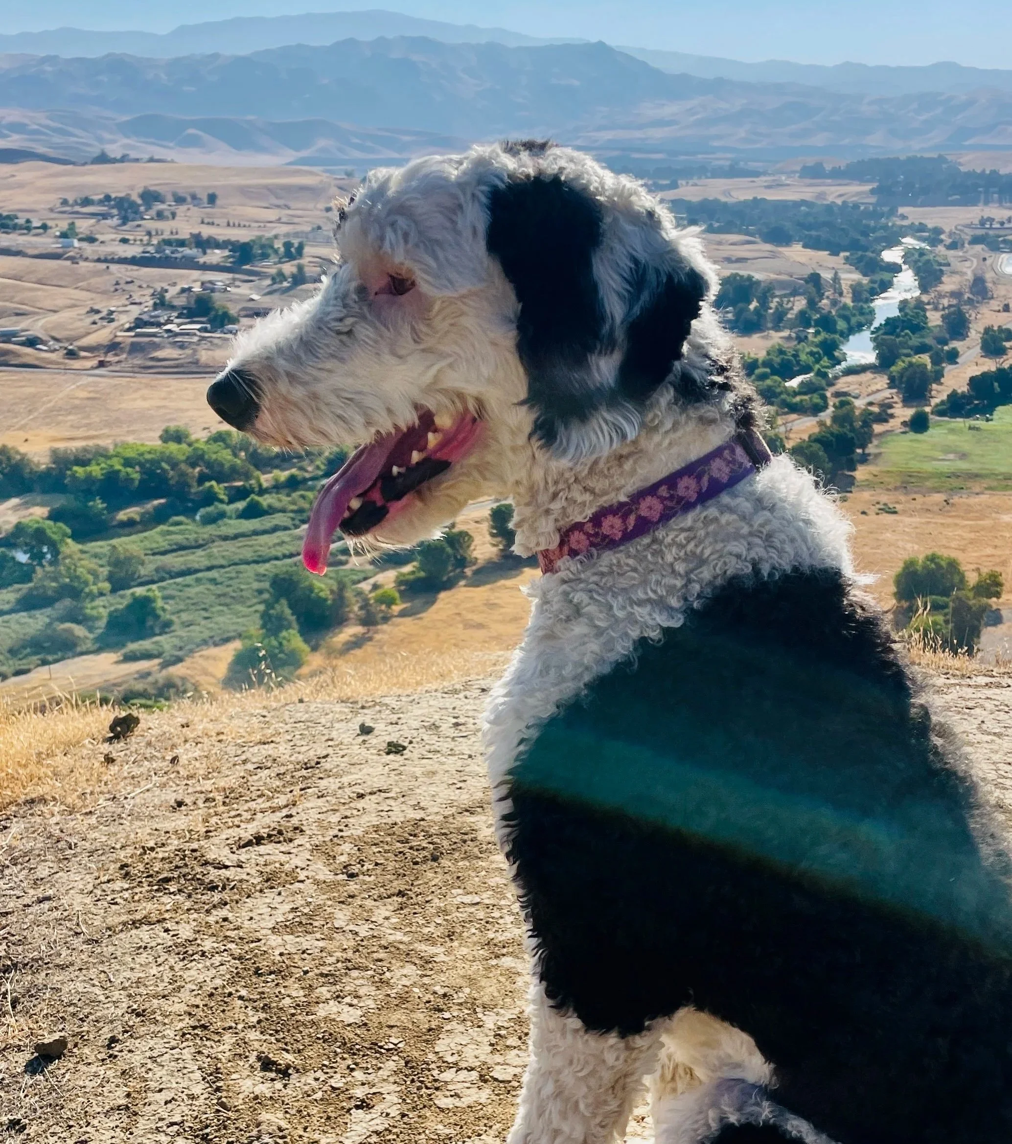Black and White dog sitting still on his back legs with his tongue hanging out.  Hills and a river in the background.