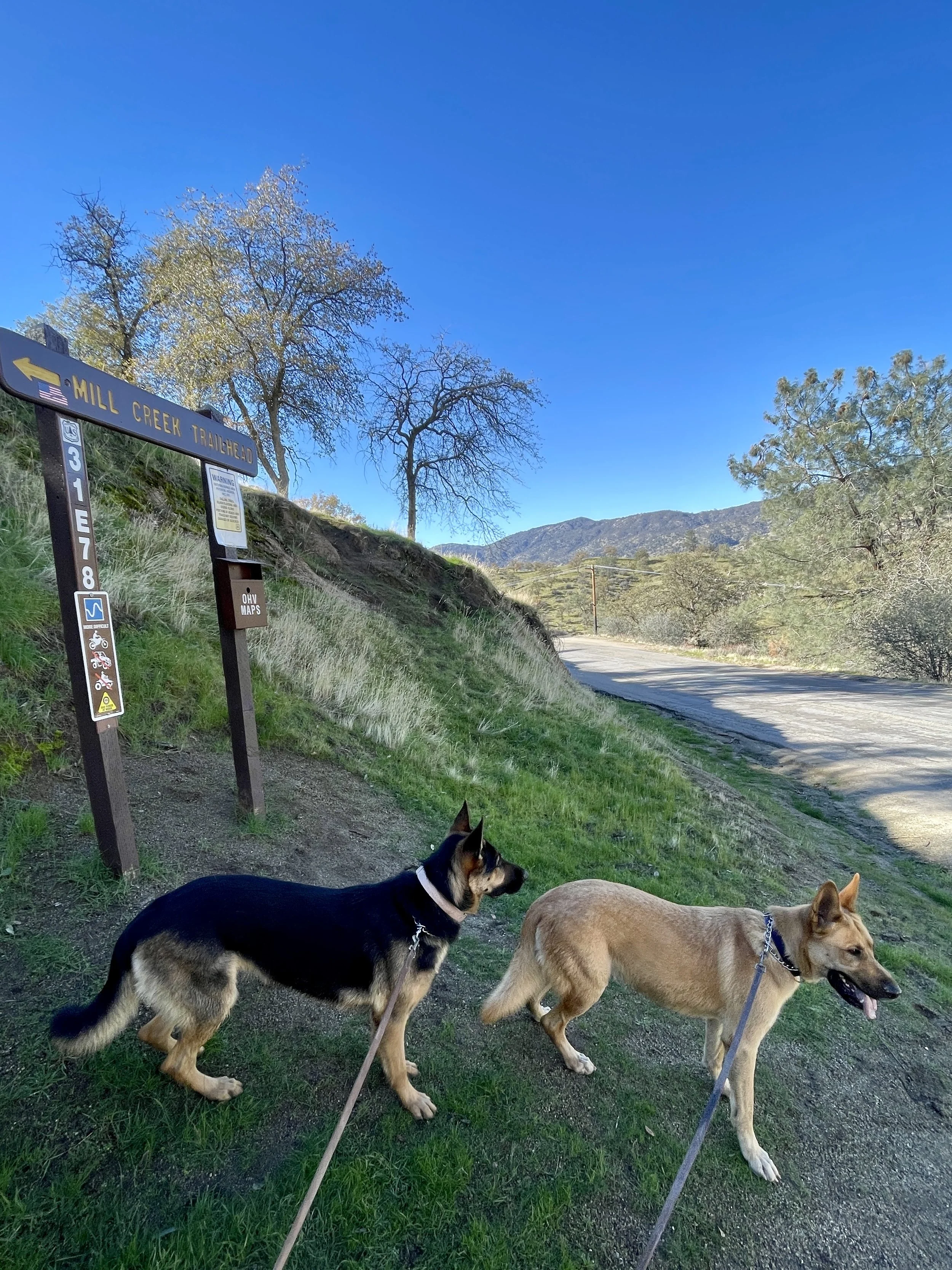Two dogs standing side by side under a trail head sign post.  