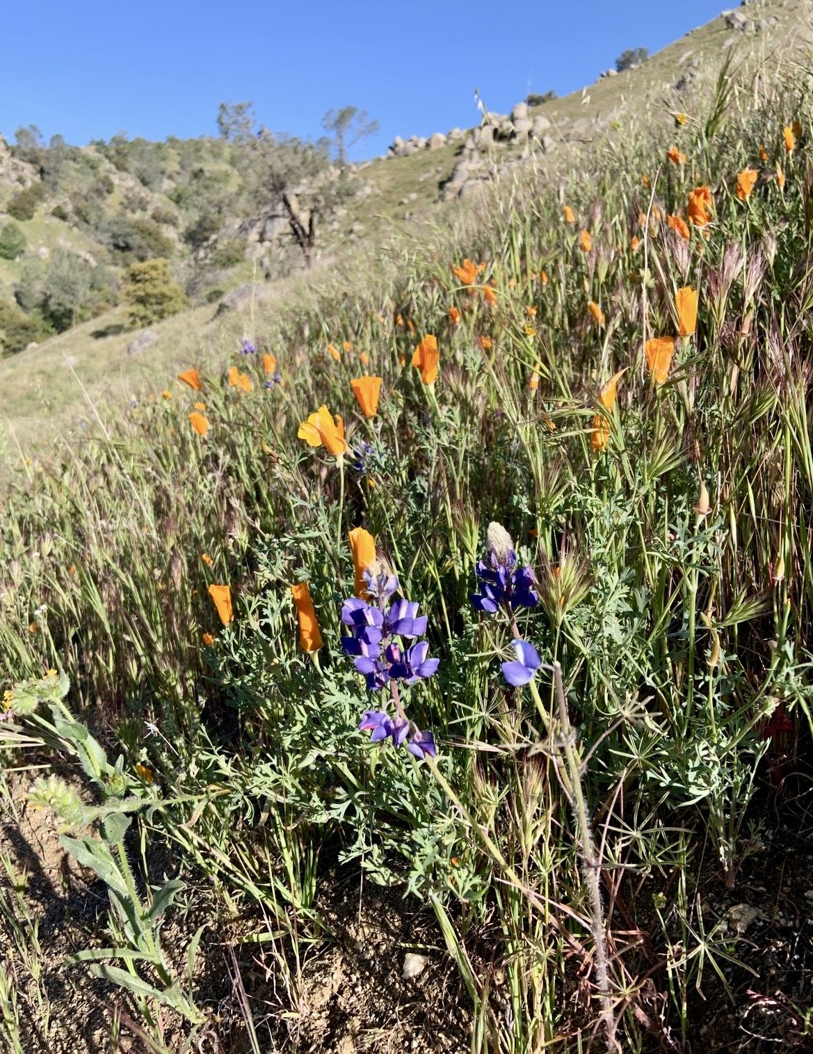 Orang and purple wild flowers on a hill side.  