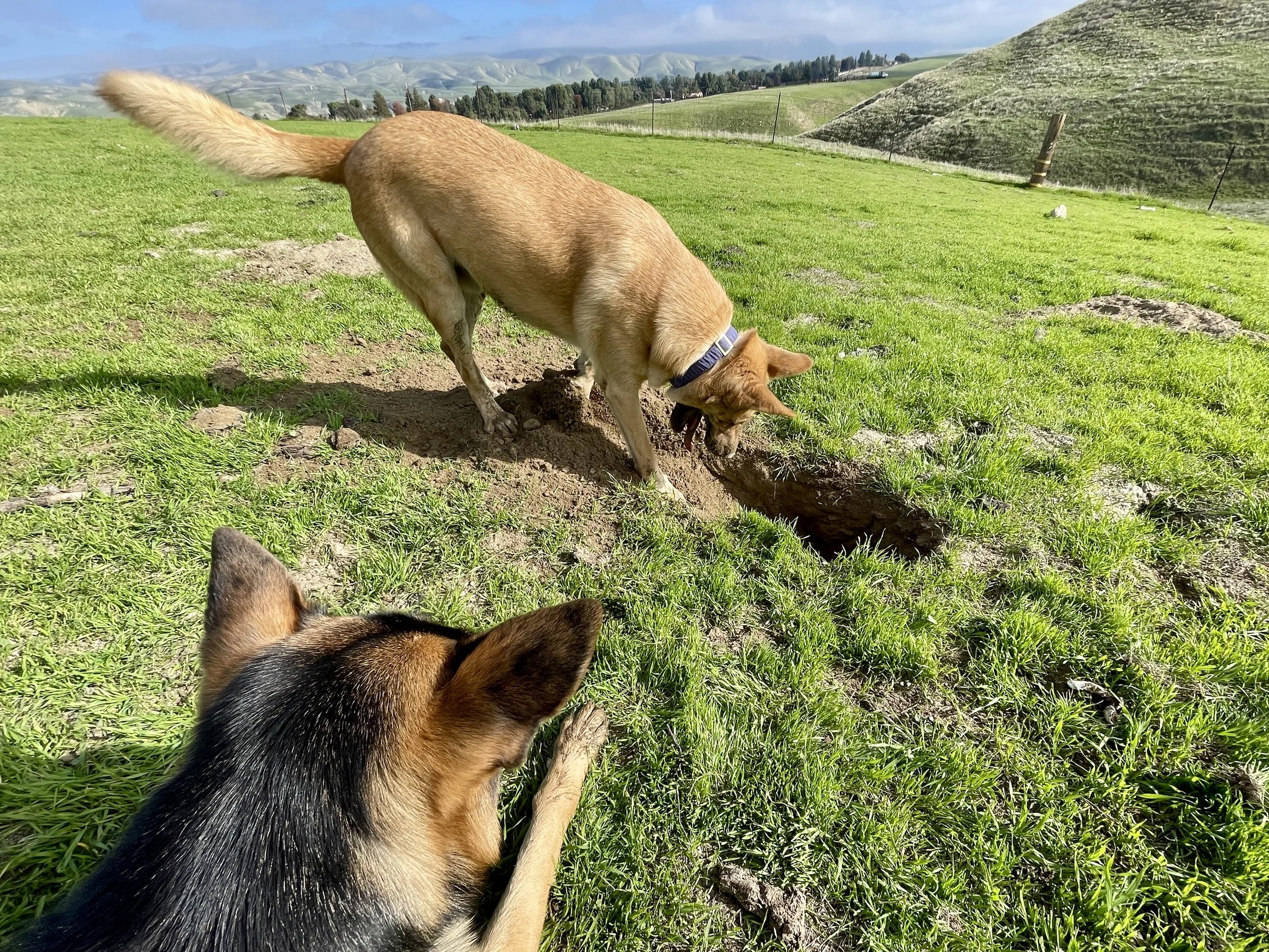 Two dogs play in a green field.  