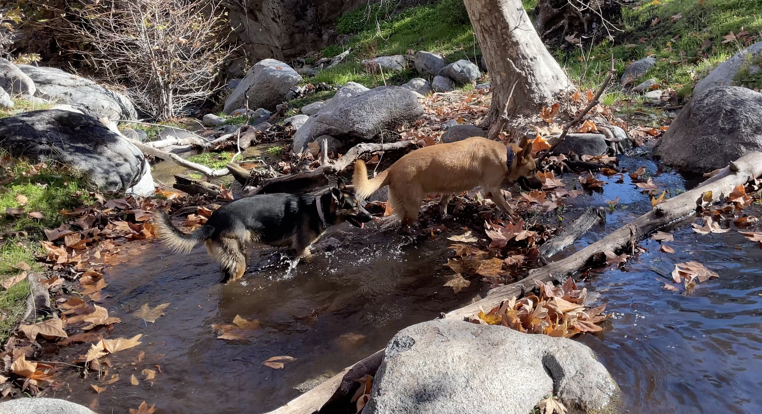 Two dogs play in a creek with shallow water.  