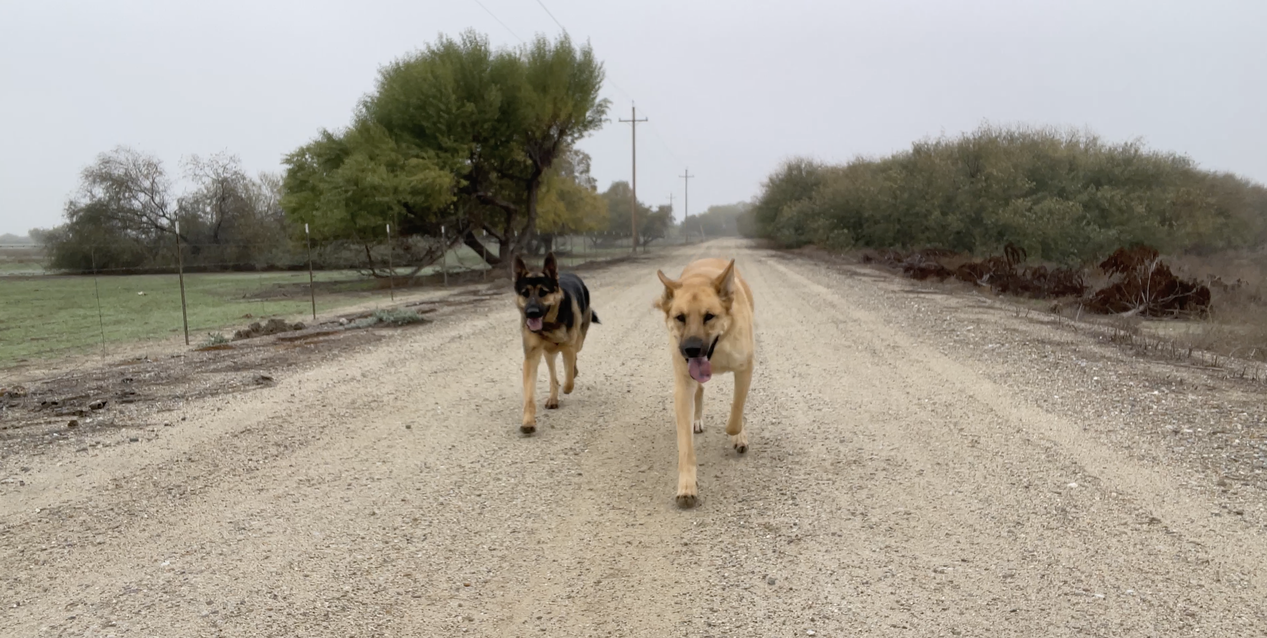 Two dogs walk on a dirt road side by side.