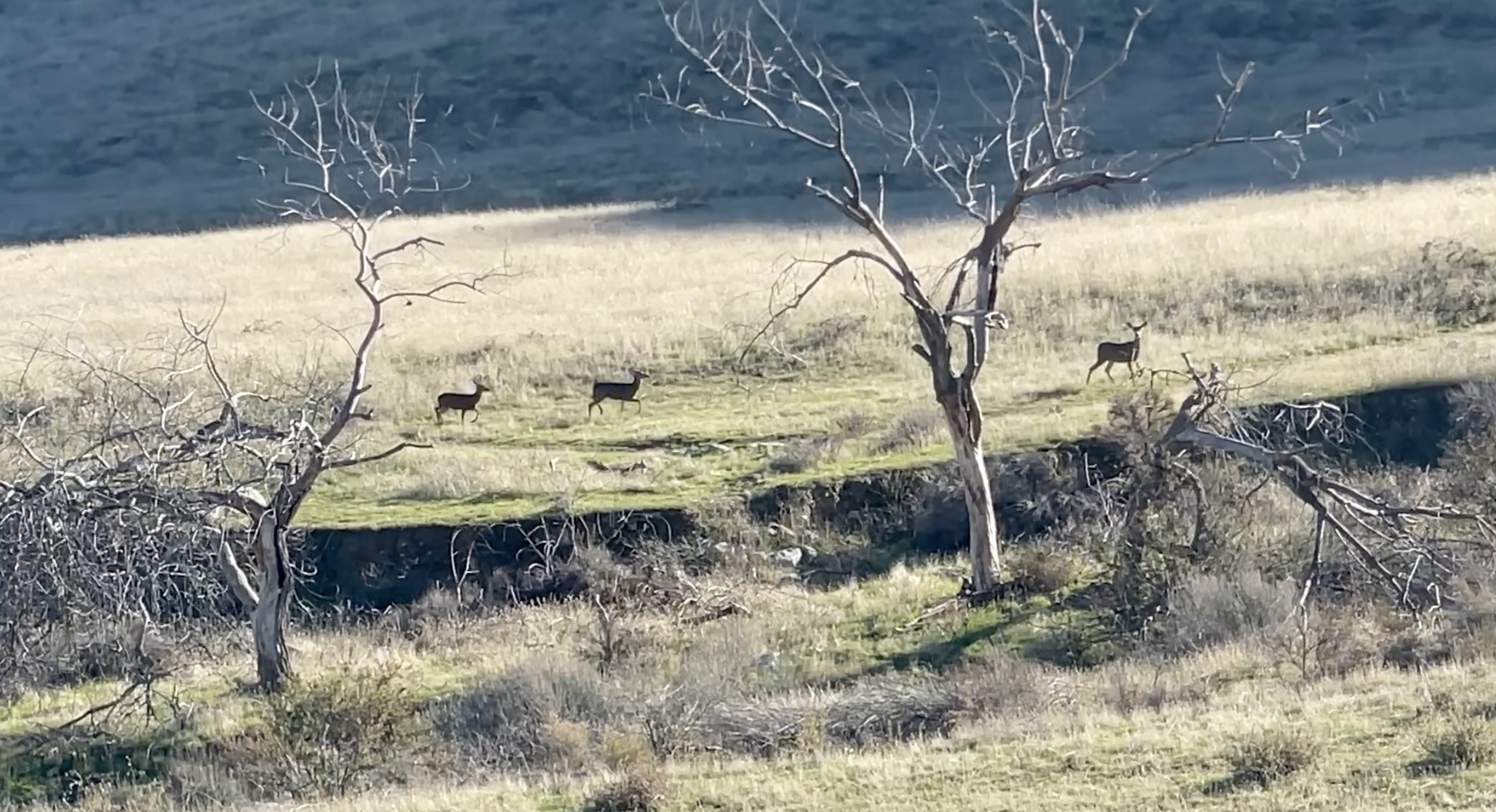 A scenic view of three deer just beyond a creek bed and some dead trees.