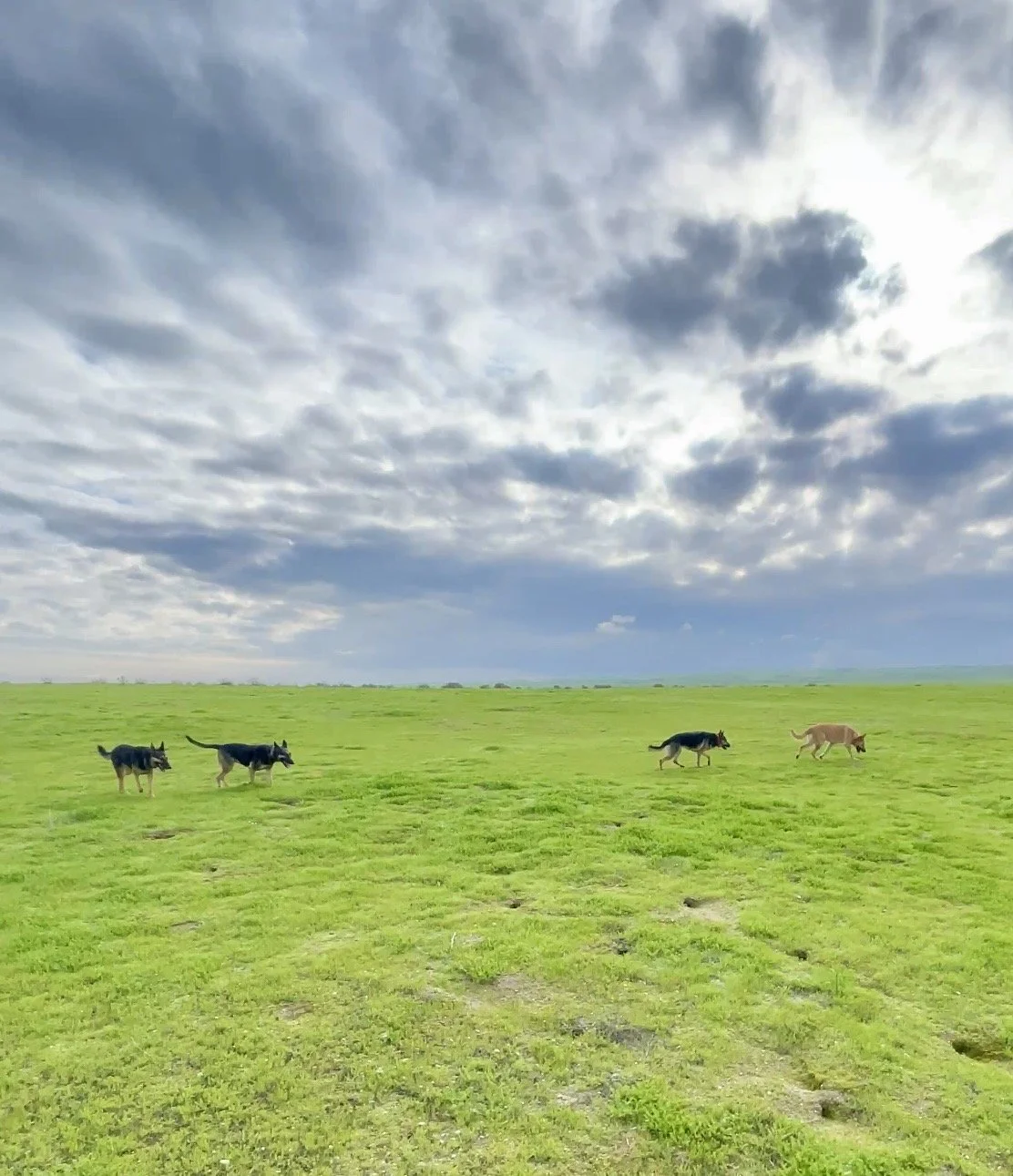 Temblor Hills Adventure (The worlds best "secret" dog park.  Complete freedom to be a dog.)