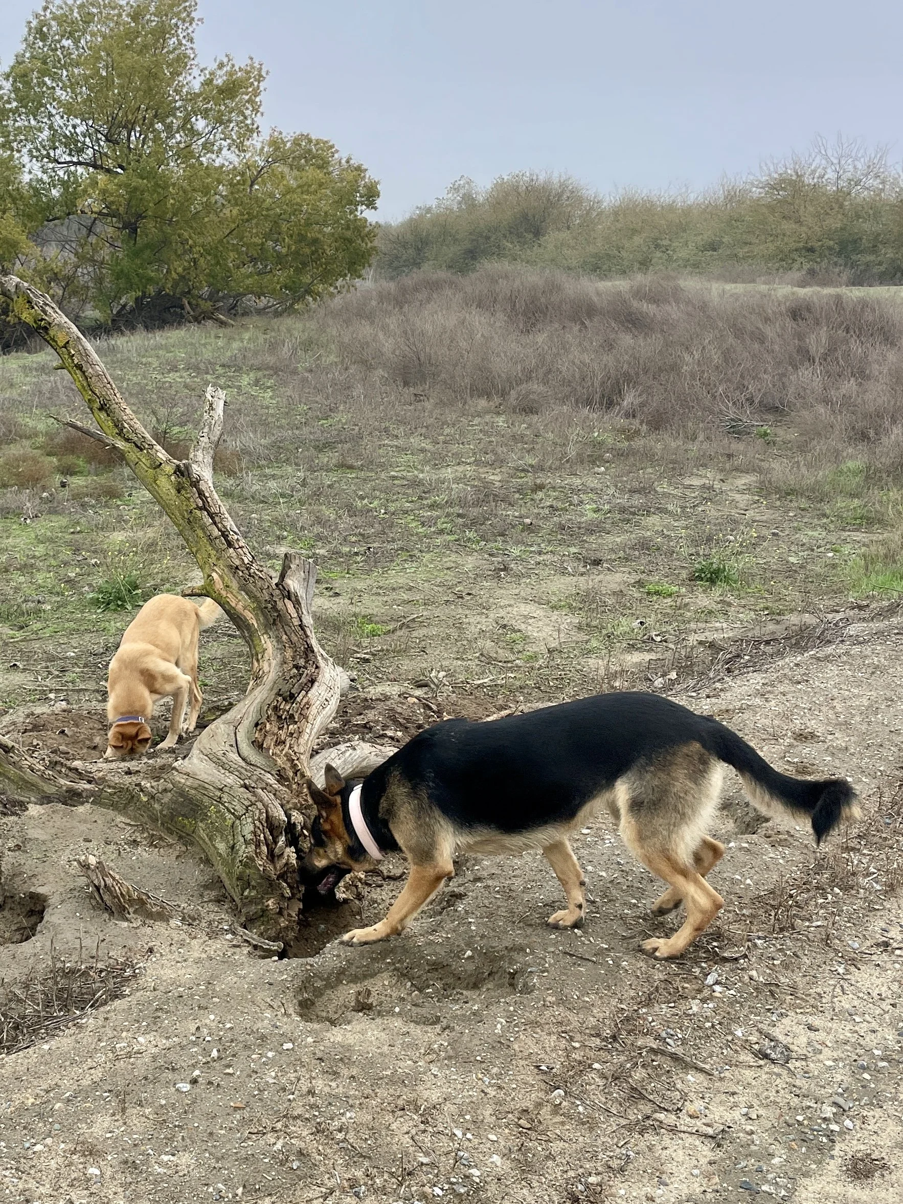 Two dogs, one black and one tan dig at the base of a dead tree.  
