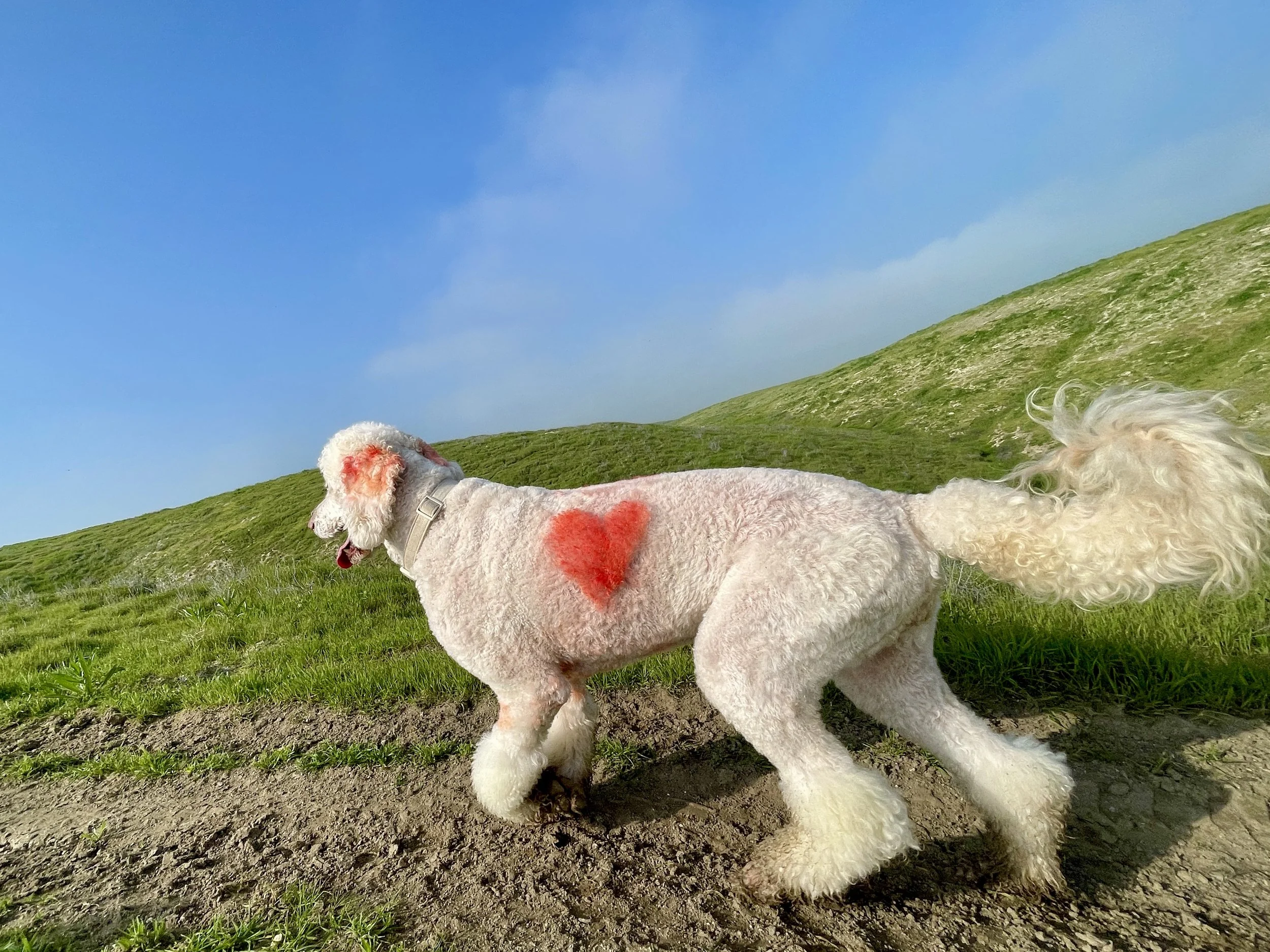 White dog with a red hart painted on its side walking on a dirt trail with green hills in the background.walking on a dirt trail.